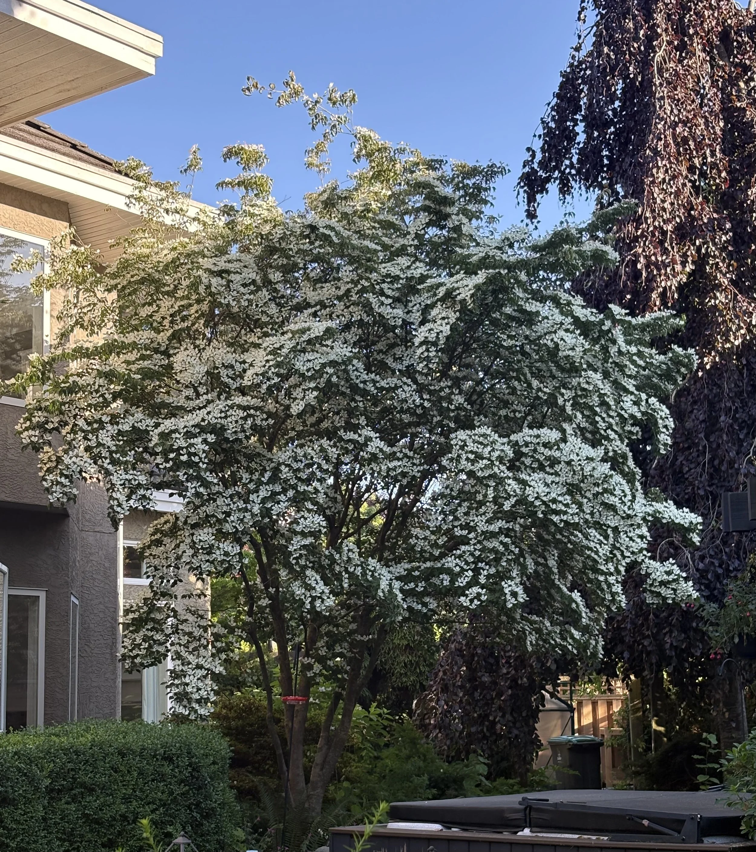 Observation: The Secret Gardening Skill for Gardens that Thrive