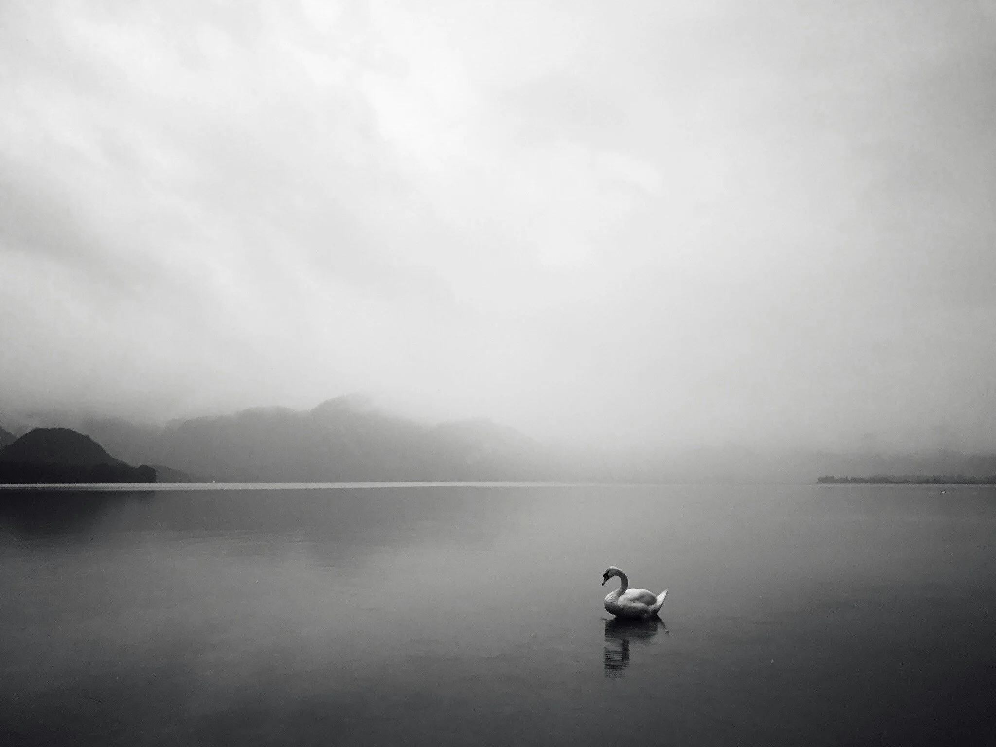 A calm lake with a swan swimming, misty mountains in the background, and overcast sky.
