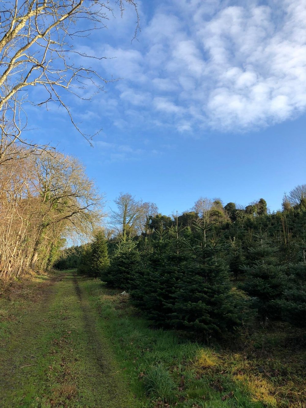 Greenmount christmas tree farm