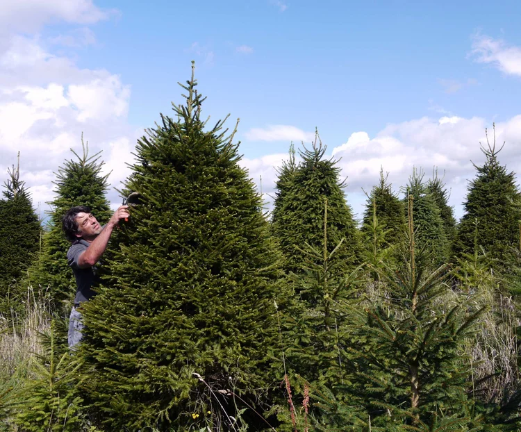 Greenmount christmas tree farm