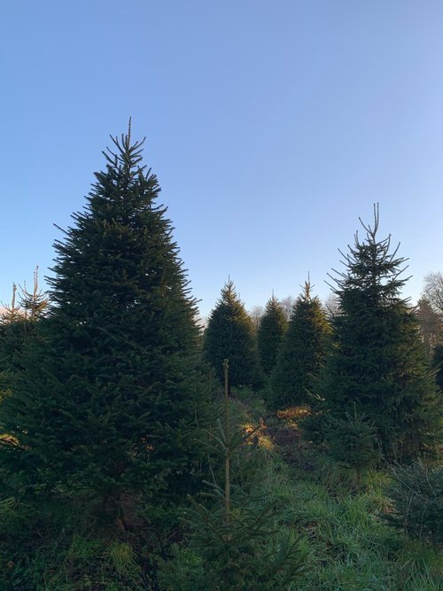 Greenmount christmas tree farm