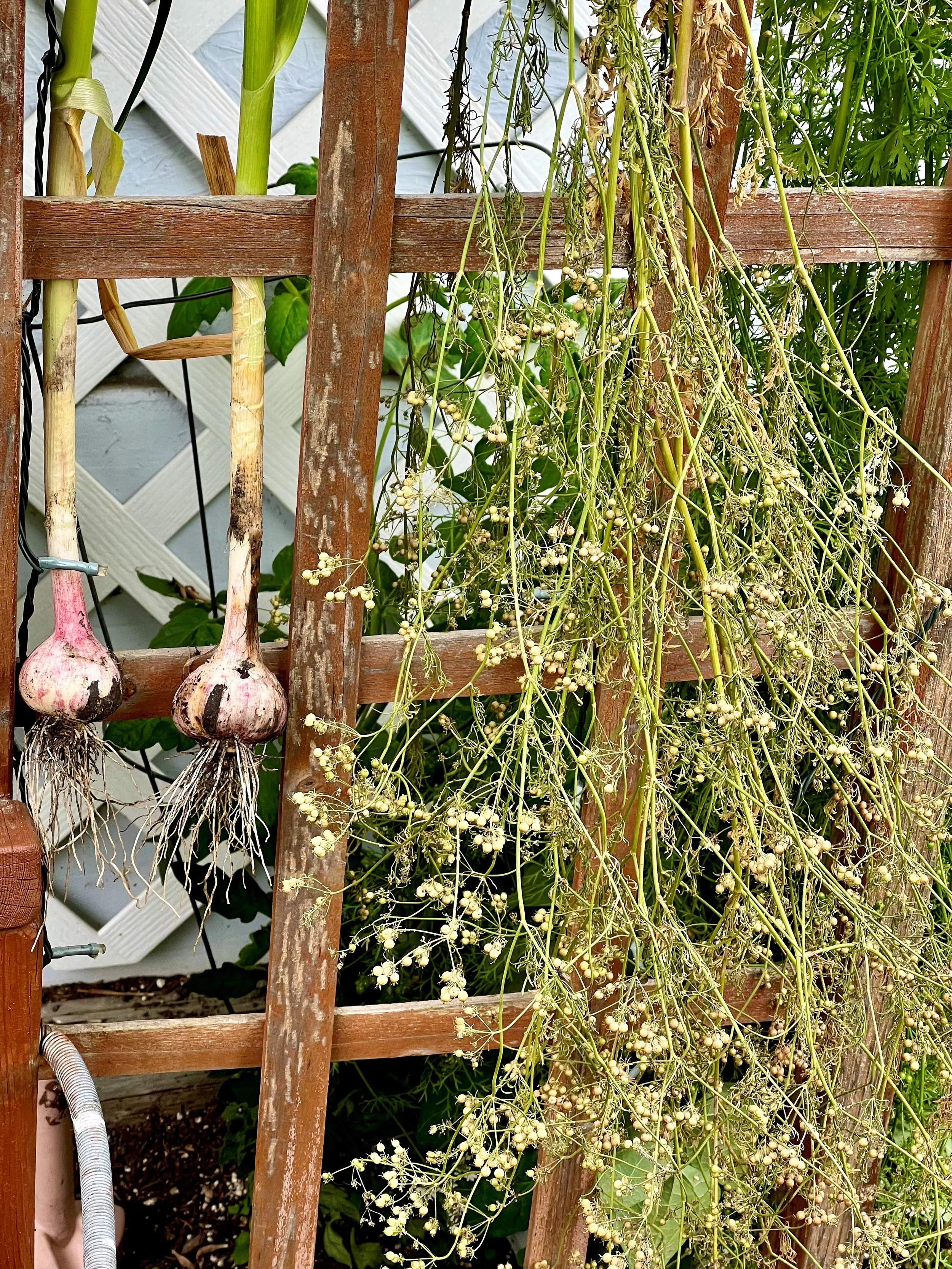 Plant-Based Protein: Myths, Tips &amp; What You Should Know