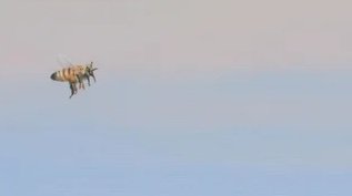 Sarah Pater0 FOUR BEES (SKY, UNDERSEA CABLES) | 18 x 14 inches / 45.7 × 35.6 cm, oil and wax on linen over panel, 2024