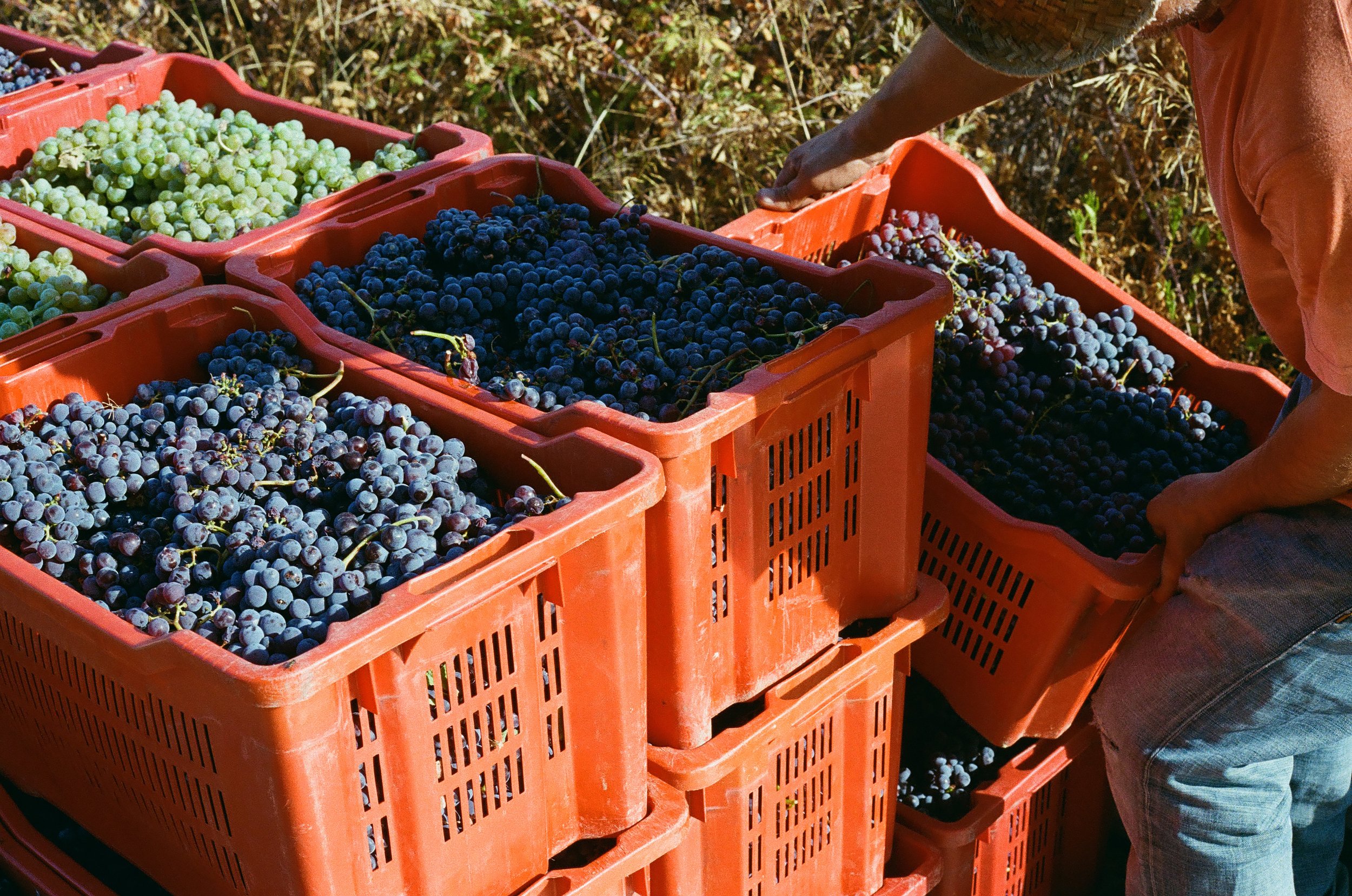 vendemmia, or wine harvest, with 'A Vita in Calabria | photo: Olivia Cappelletti