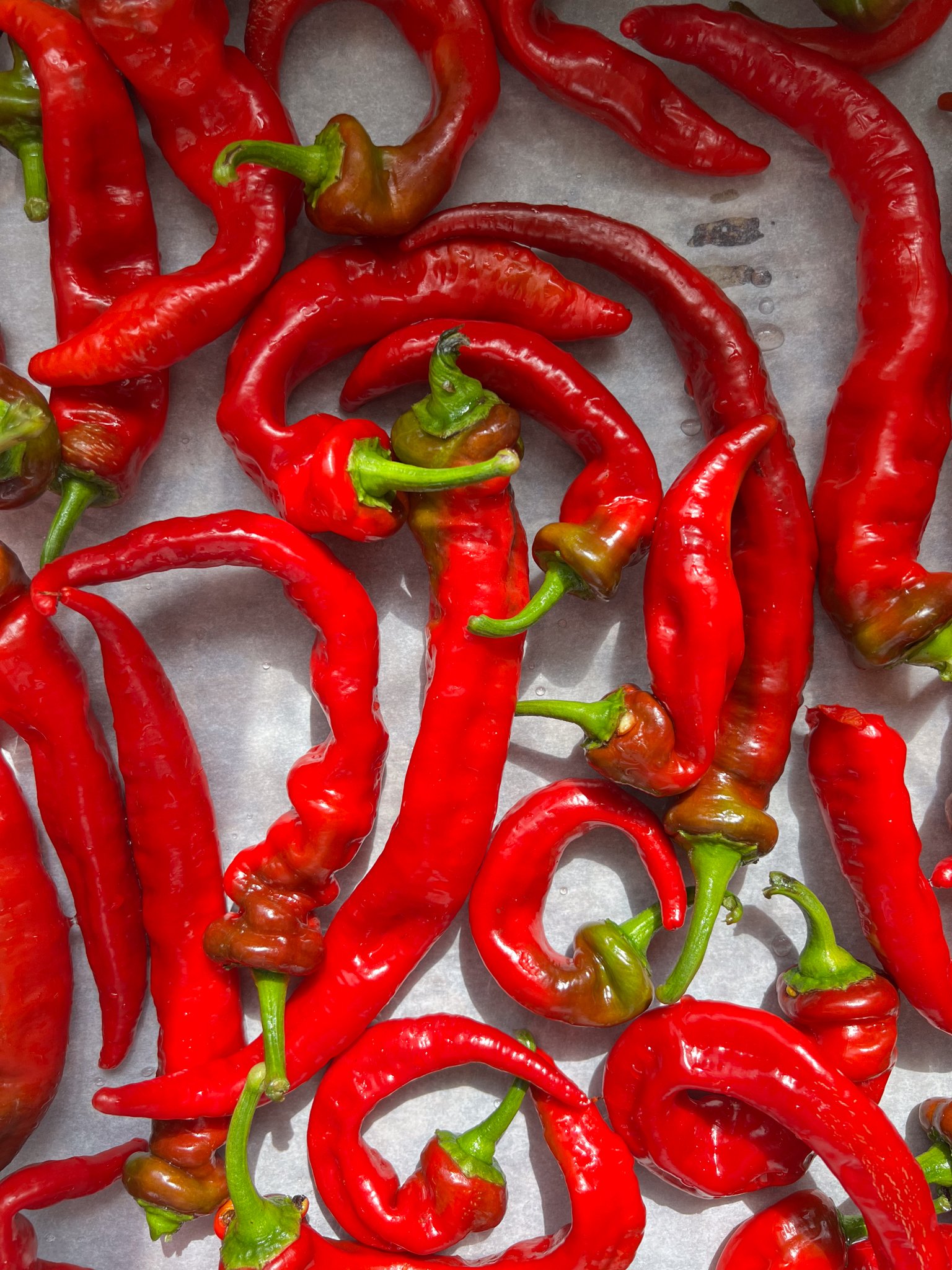 jimmy nardello peppers | photo: Olivia Cappelletti