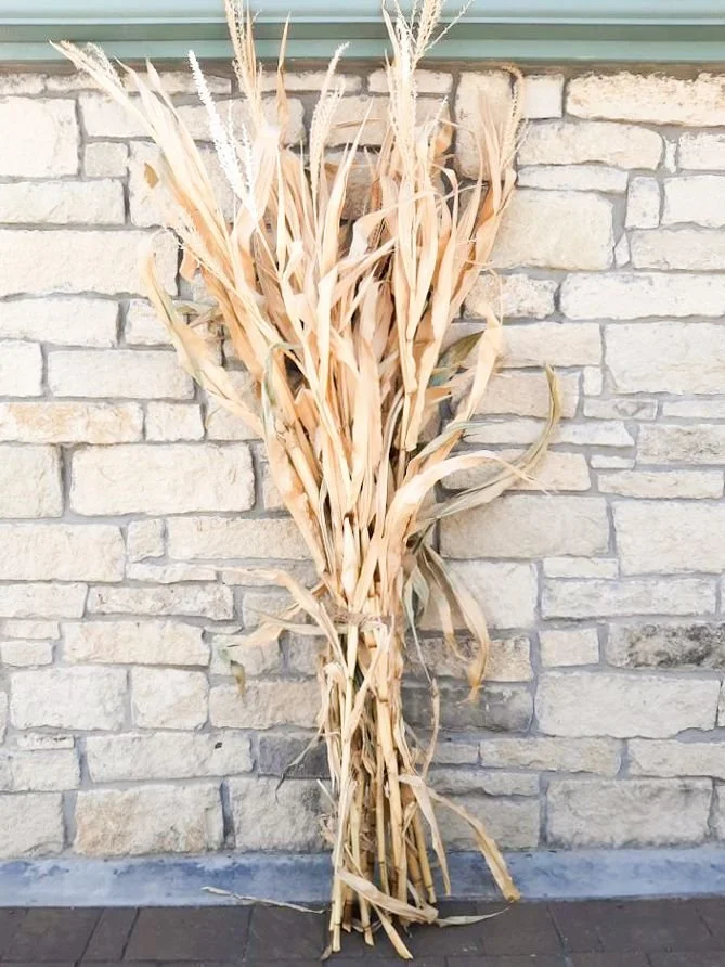 corn stalks.jpg