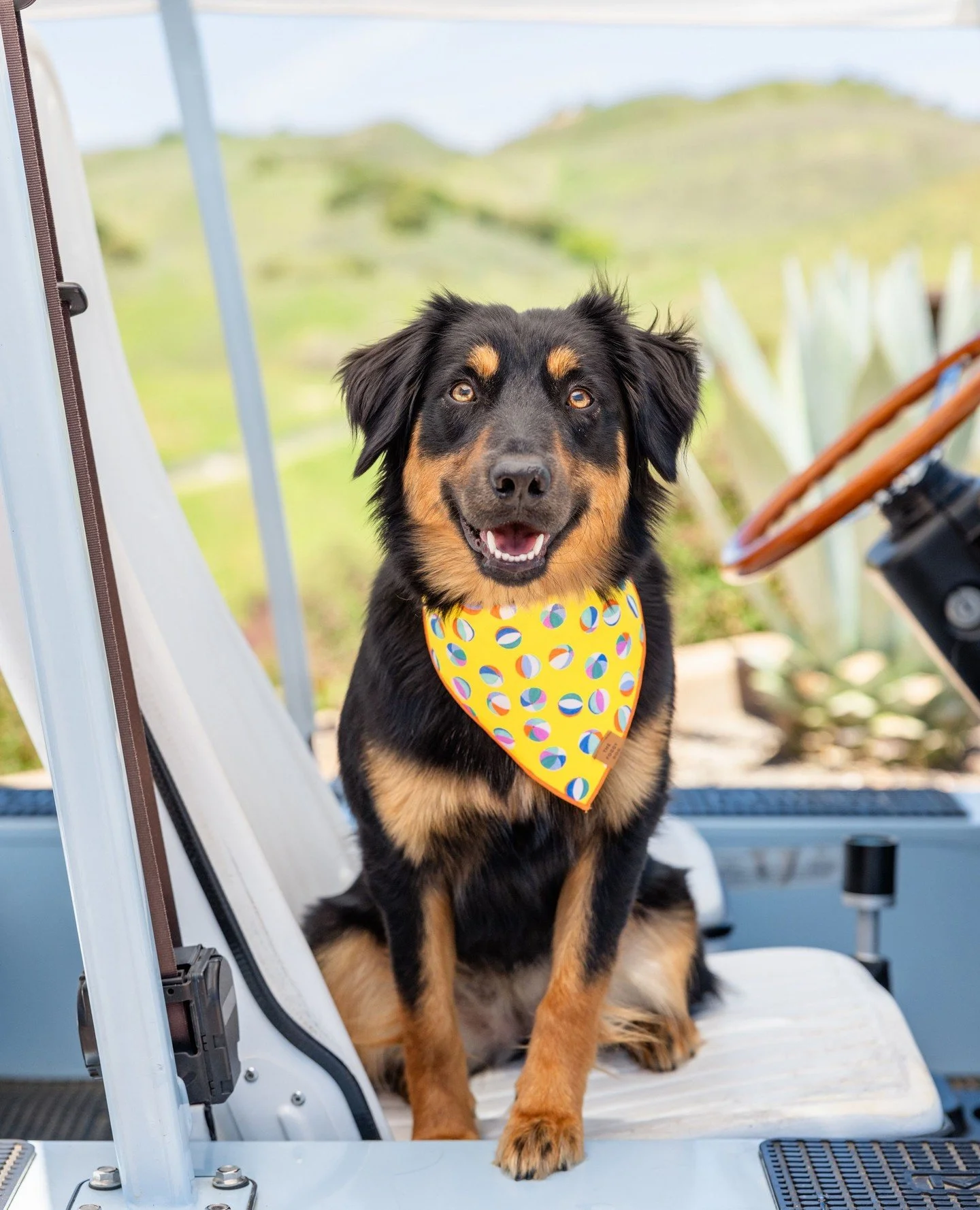 Our favorite kind of shotgun rider 🐾  #dogfriendly⁠
⁠
.⁠
.⁠
.⁠
⁠
Photo: @thefoggydog