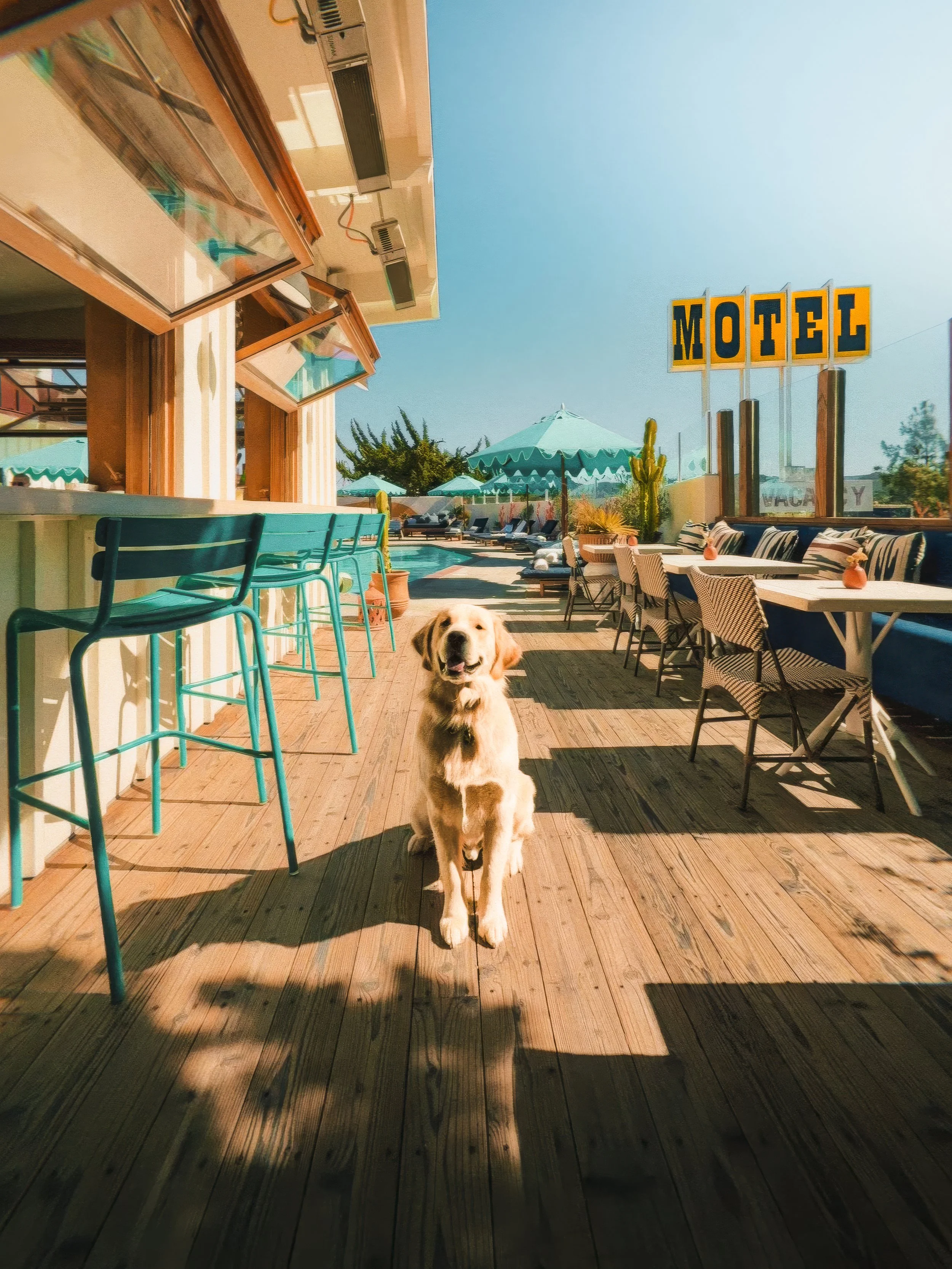 Dog sitting on the deck at Norman restaurant at Skyview Motel waiting to see the dog menu.