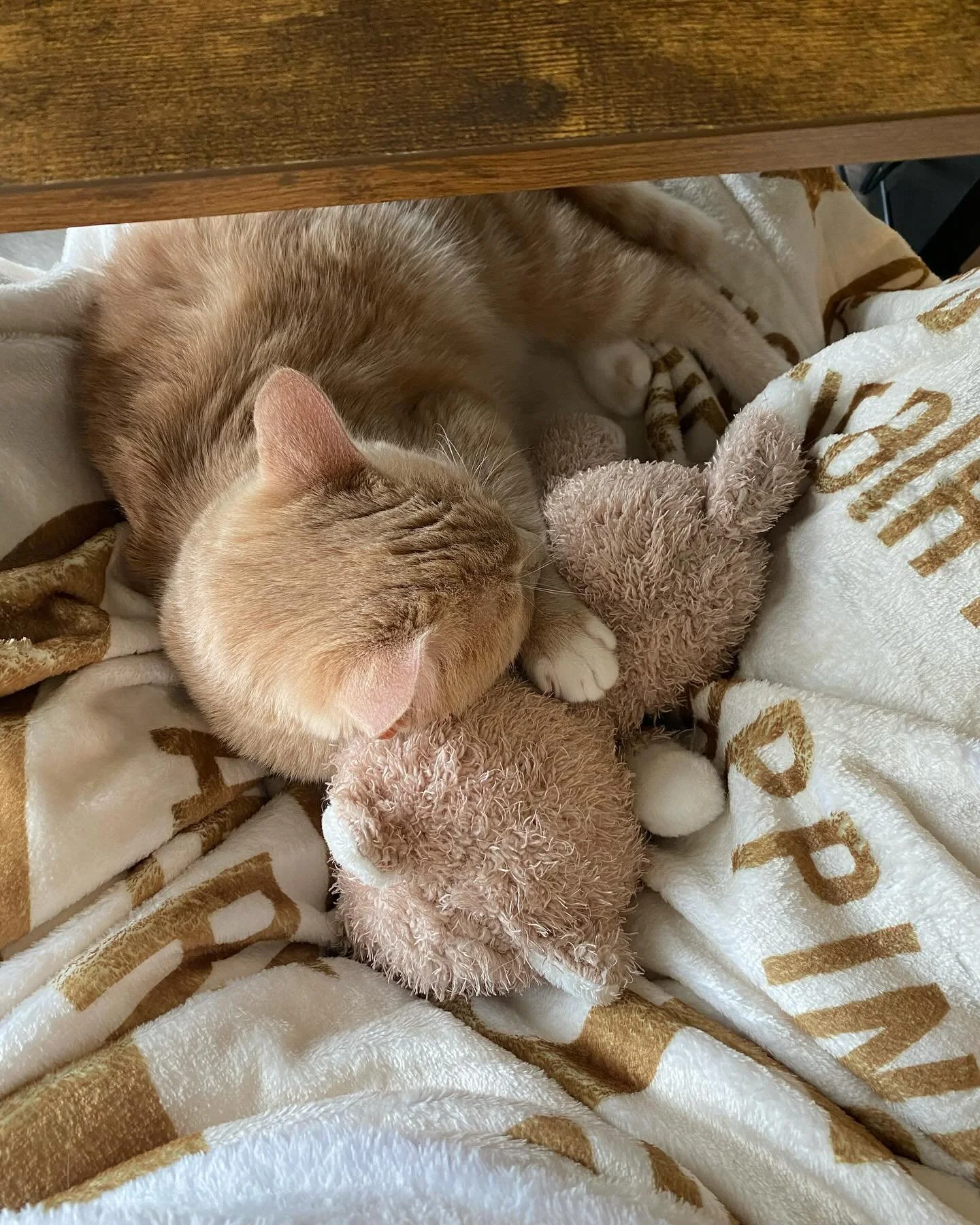 &bull; my favorite Sleepy Mojo moments from the month of Oct &bull;
#kitty #cat #october