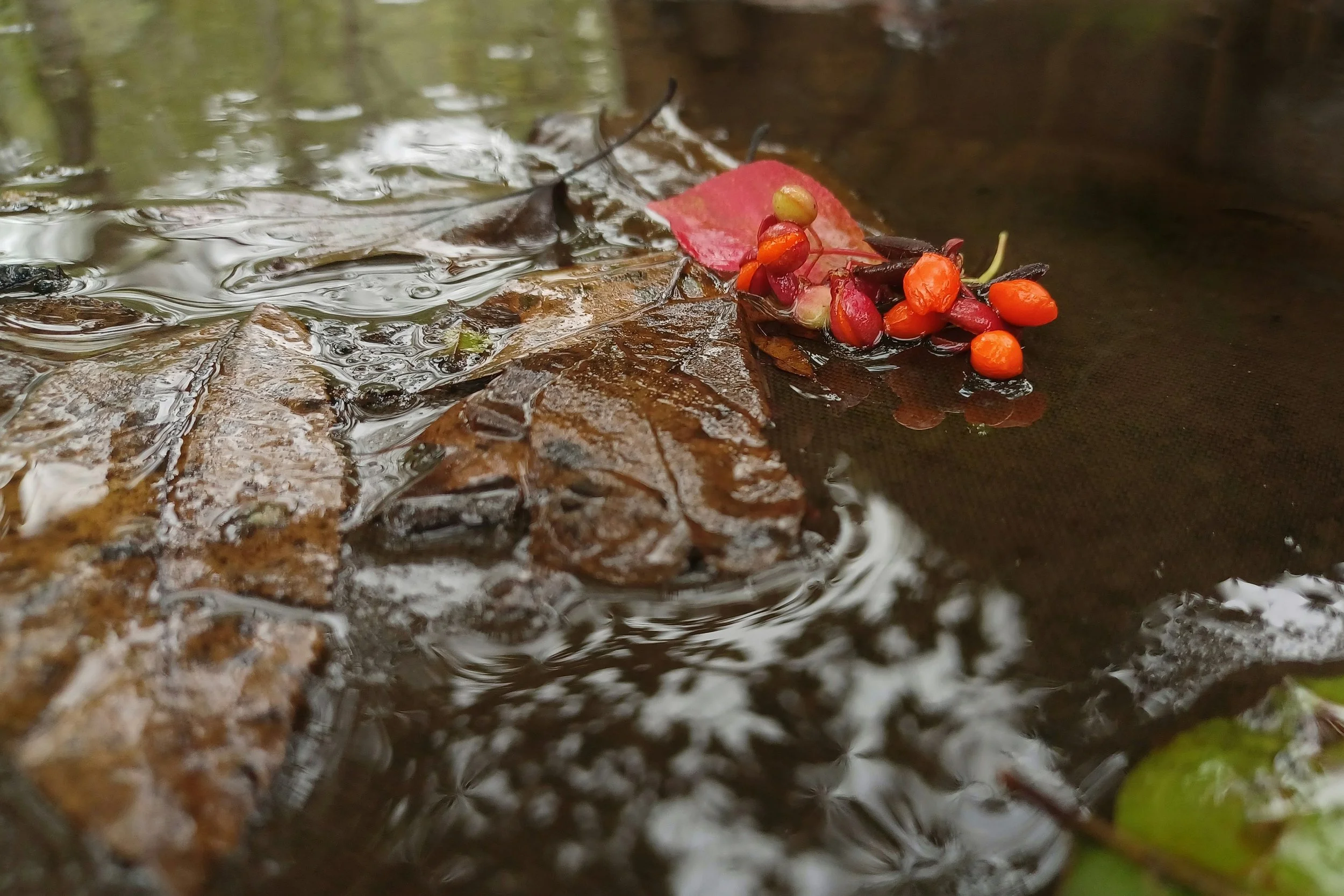 patti-black--qc2f950SY0-unsplash (1).jpg