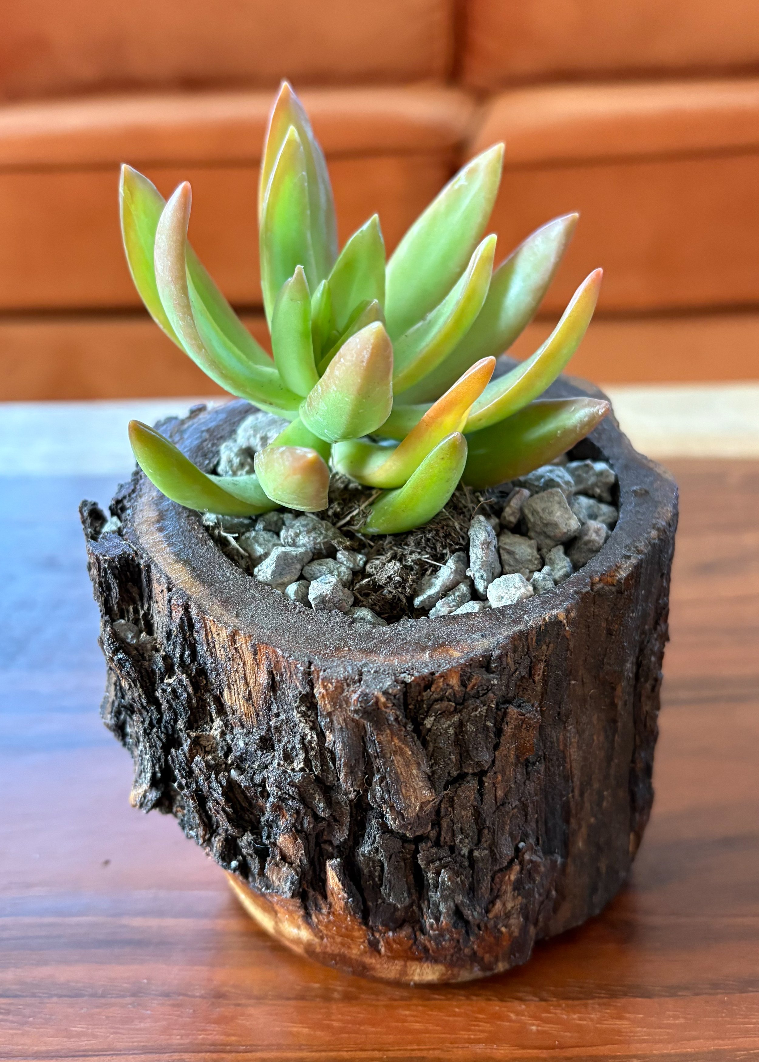 MesquiteSucculent.jpg