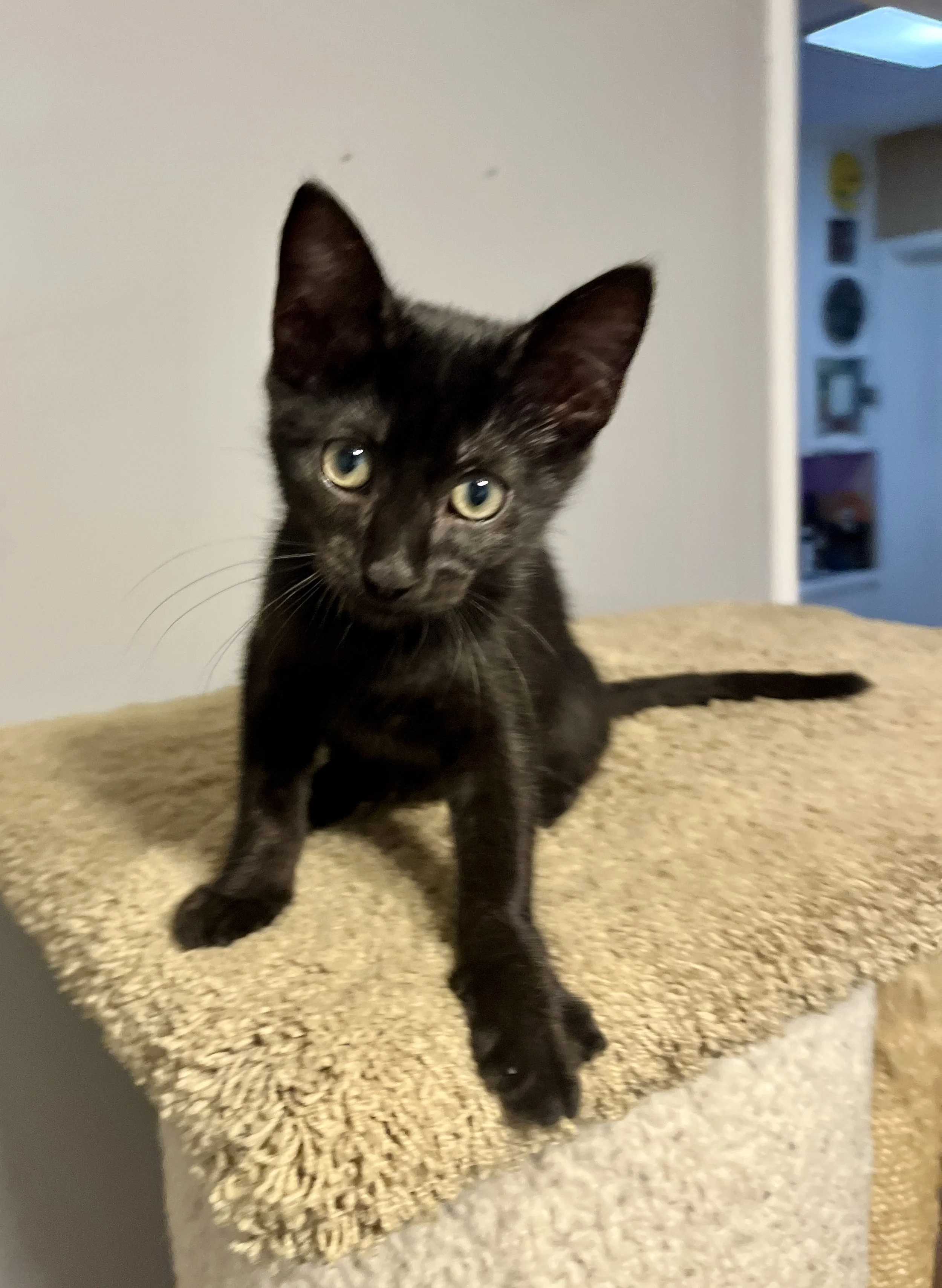 Black kitten sitting on a beige cat tree indoors.