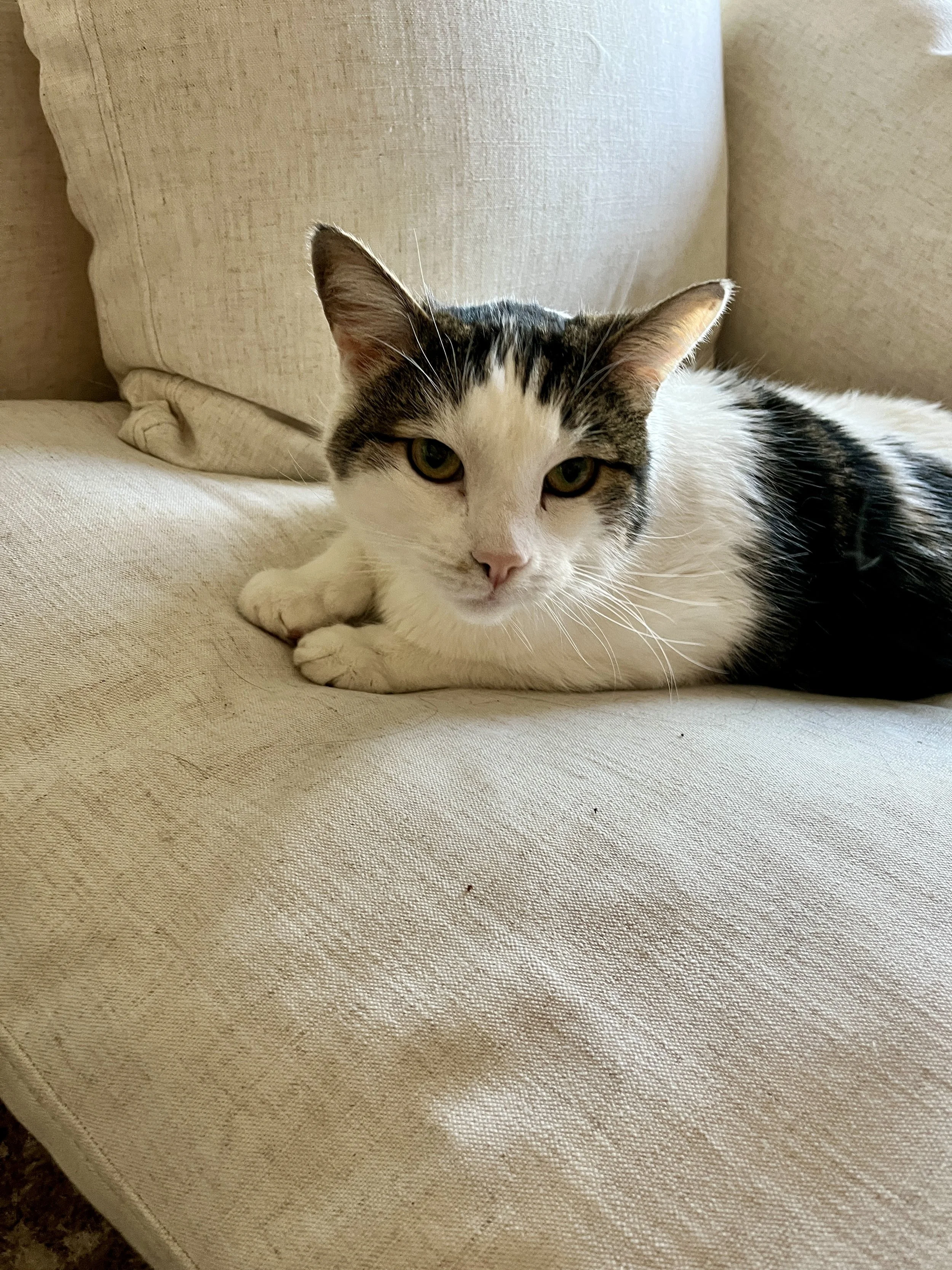 Quiet Changes, Big Peace: Reflections From a Year Inside Cat Homes