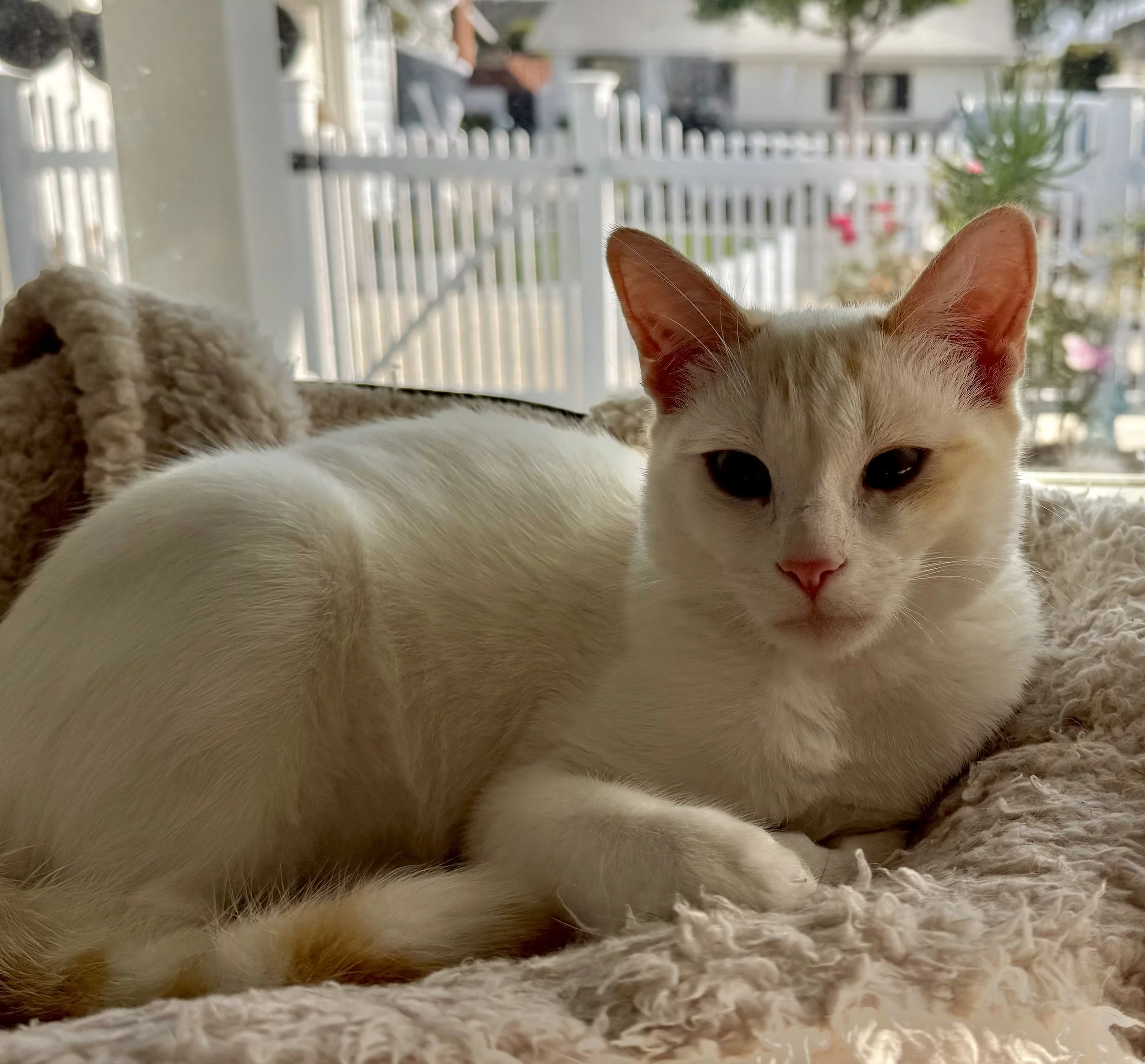 What Seasoned Travelers Do Differently for Their Cats