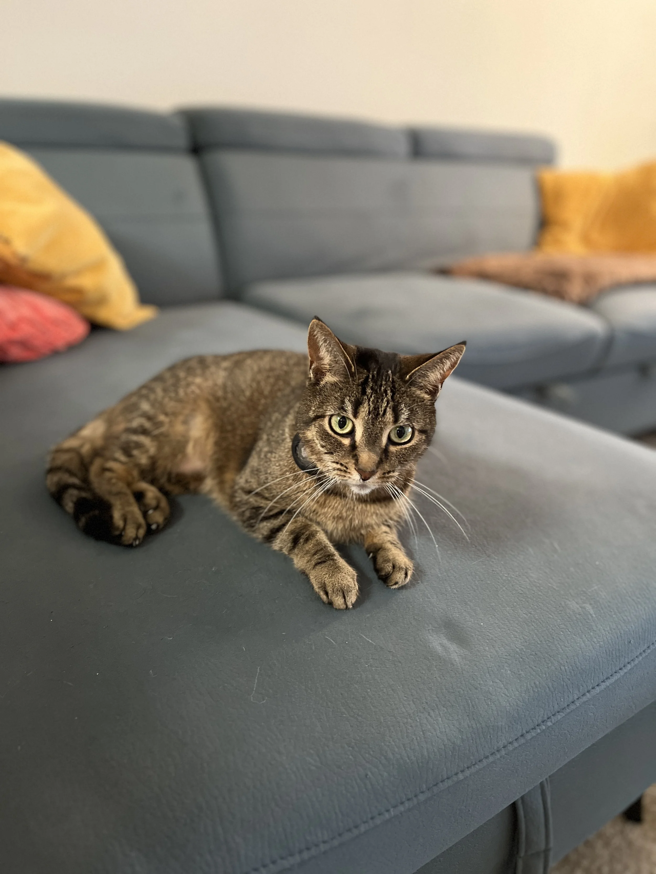 Tabby cat lying on a blue couch with colorful cushions