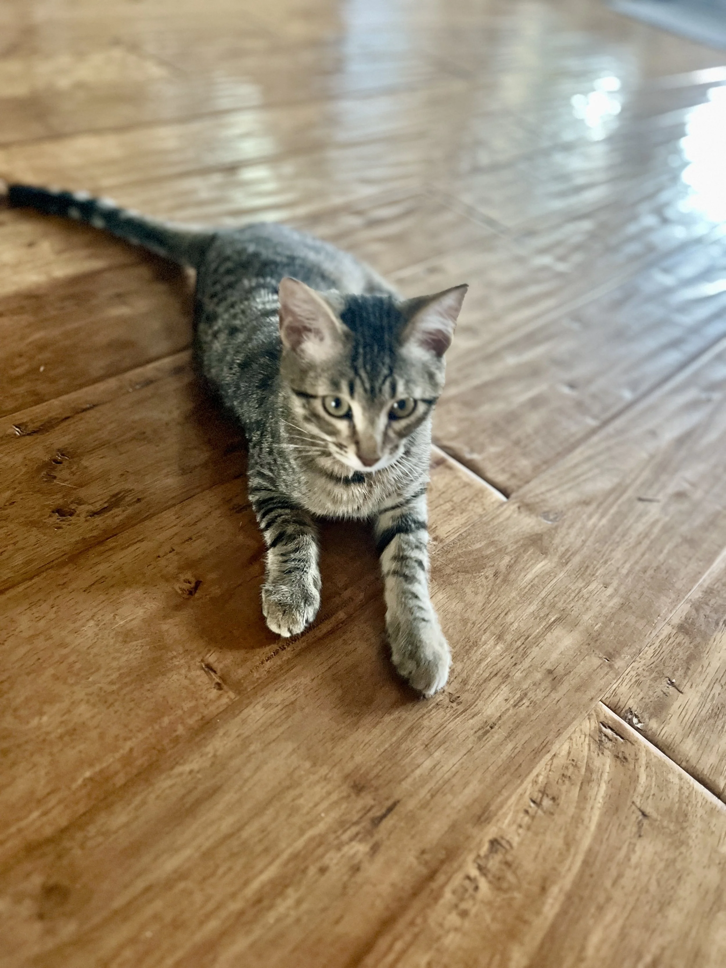 Gray tabby cat lying on a wooden floor