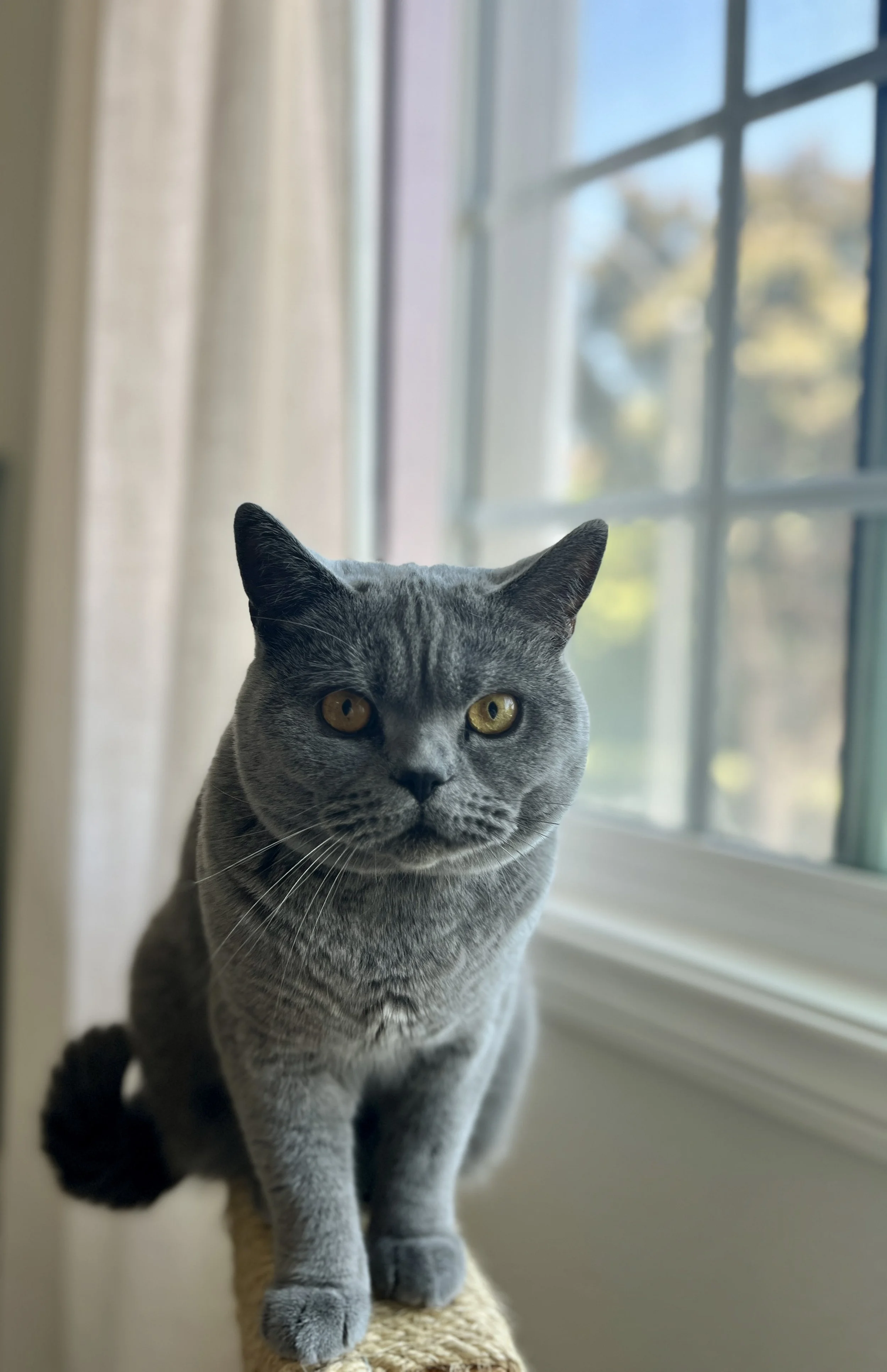 A grey cat with yellow eyes sitting by a window.