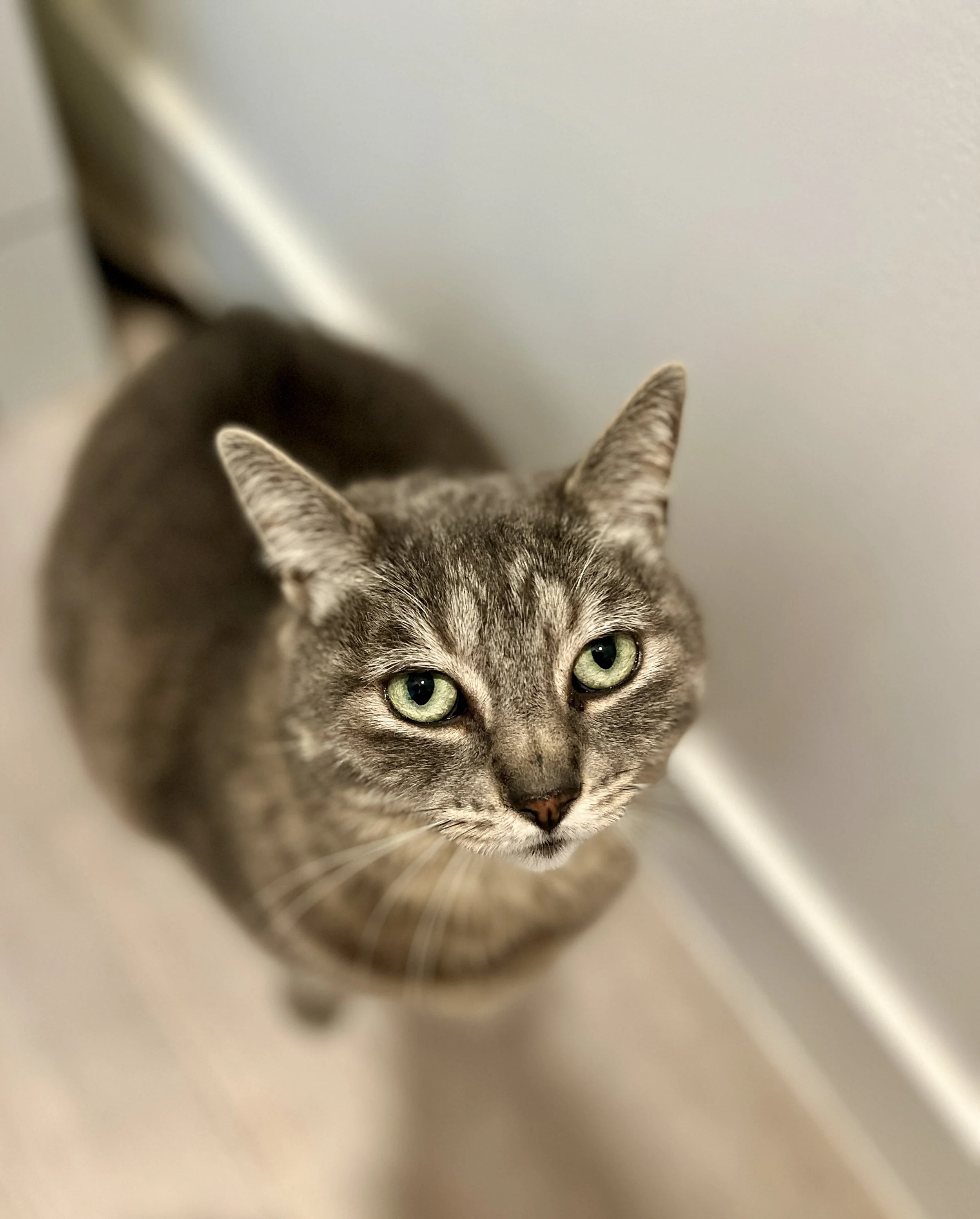 Close-up of a gray tabby cat with green eyes looking up.