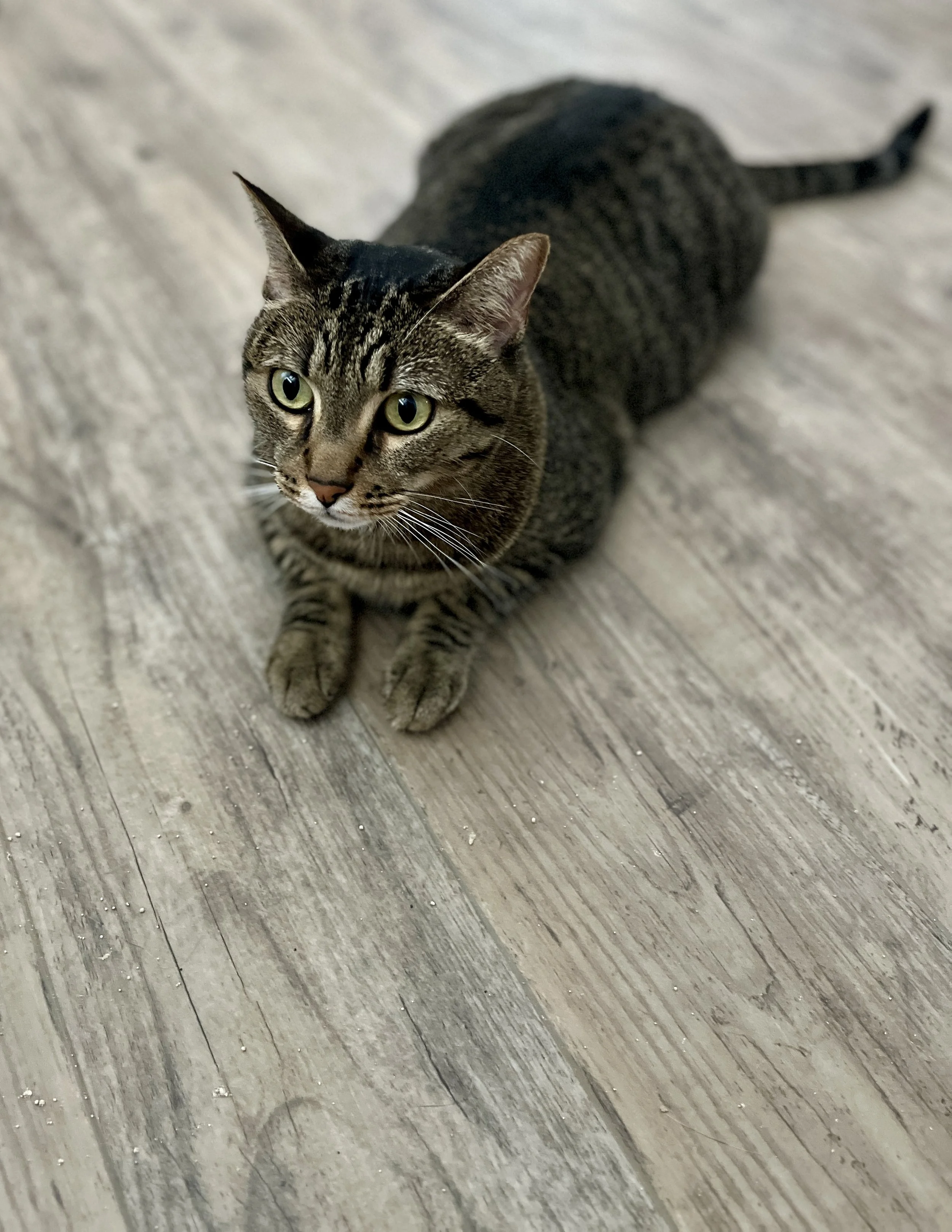 Tabby cat with green eyes lying on wooden floor.