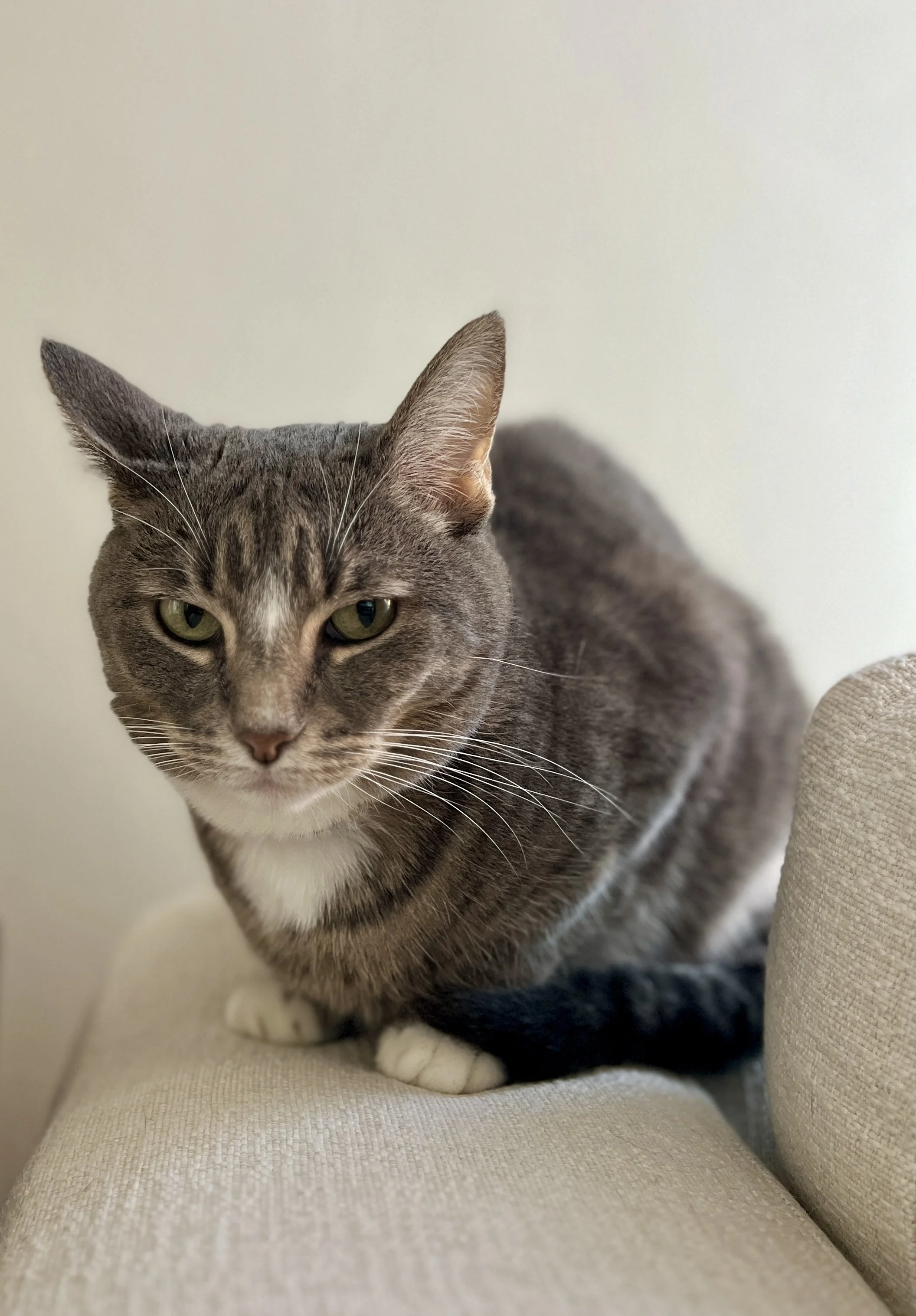 A gray and white cat sitting on a light-colored couch, looking intently at the camera.
