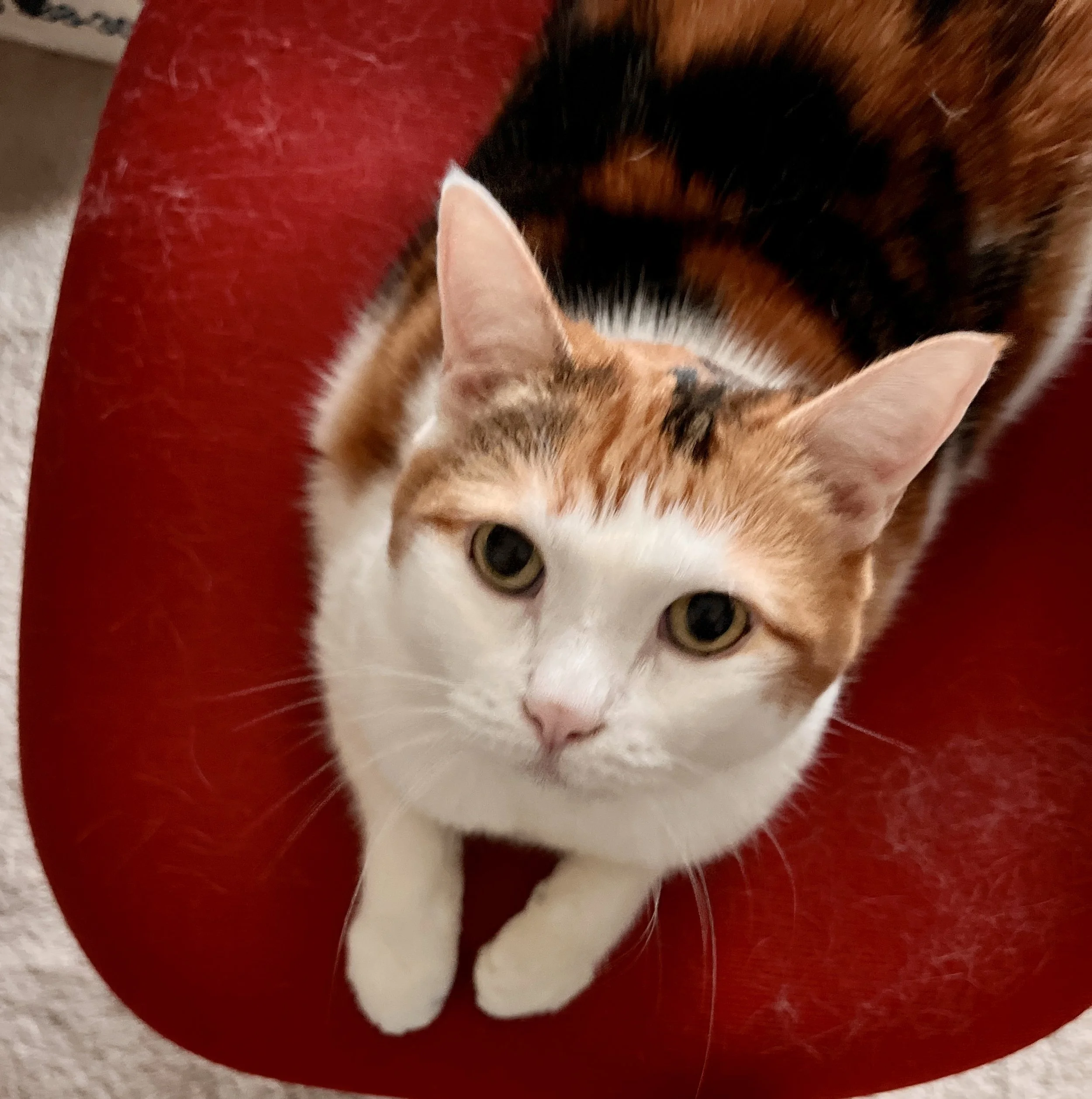 Calico cat sitting on a red chair, looking up.