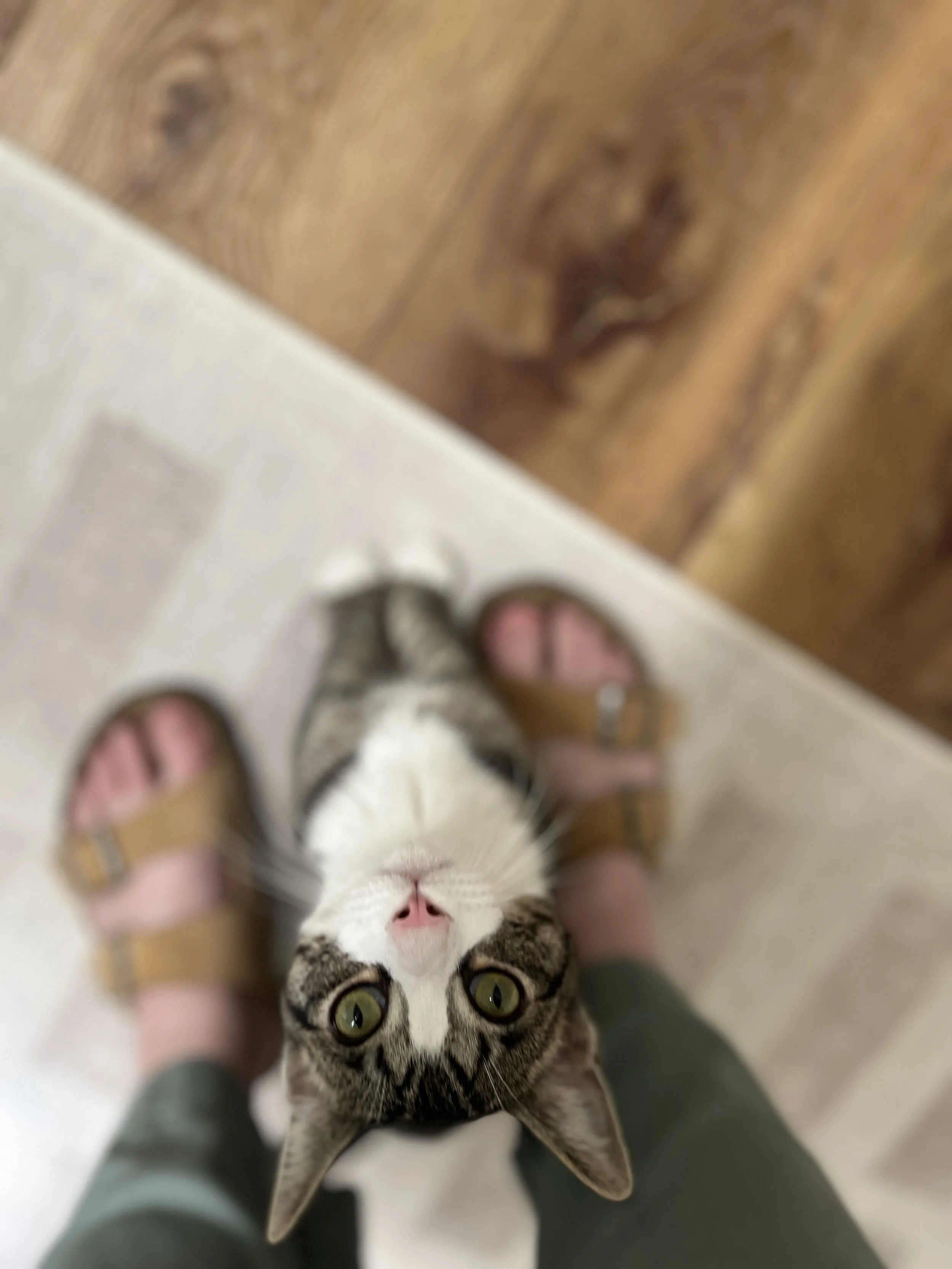 A cat with green eyes is looking up at the camera. The person wearing green pants and beige sandals is standing over the cat on a wooden floor.