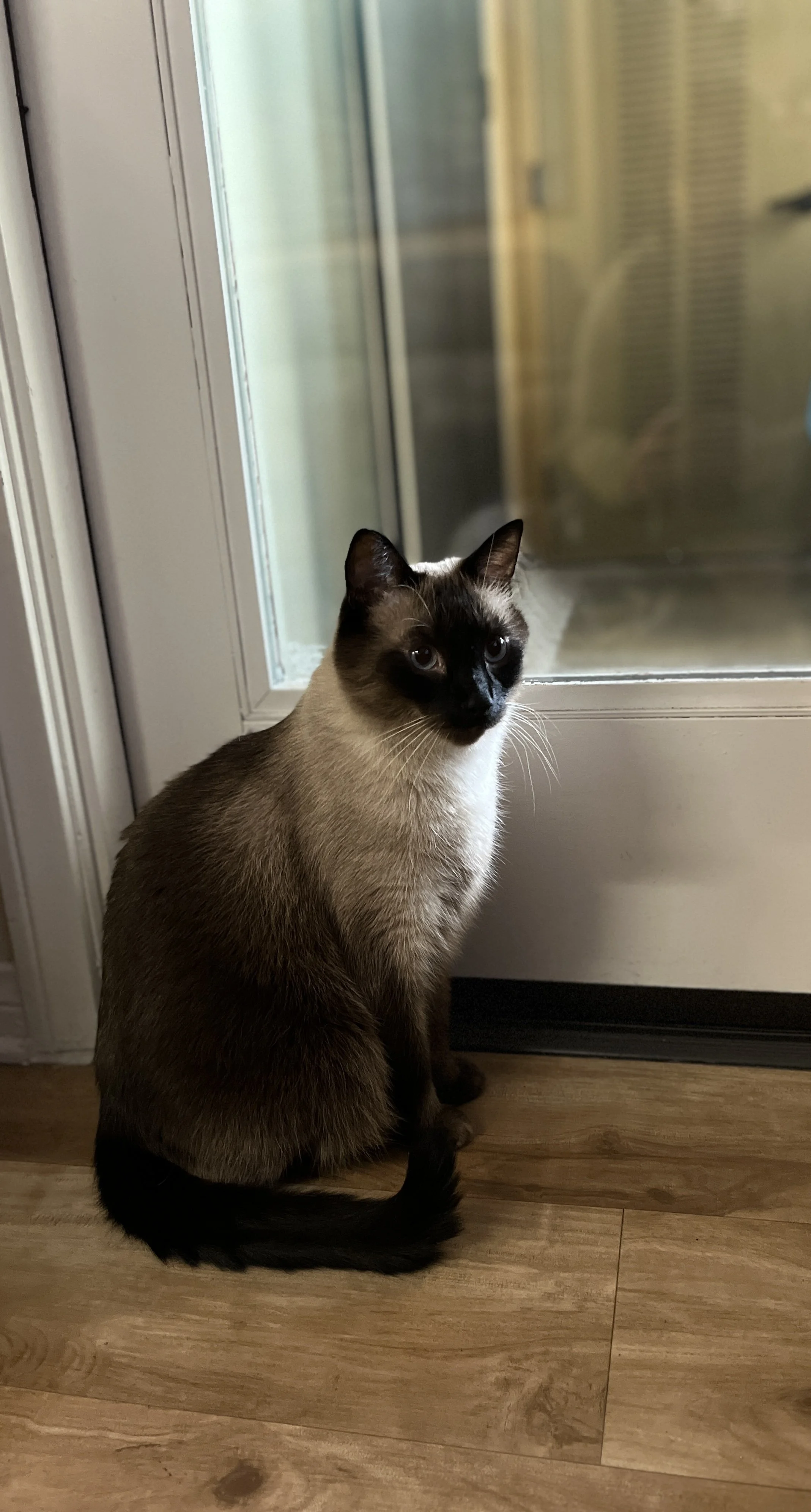 Siamese cat sitting on a wooden floor next to a glass door.