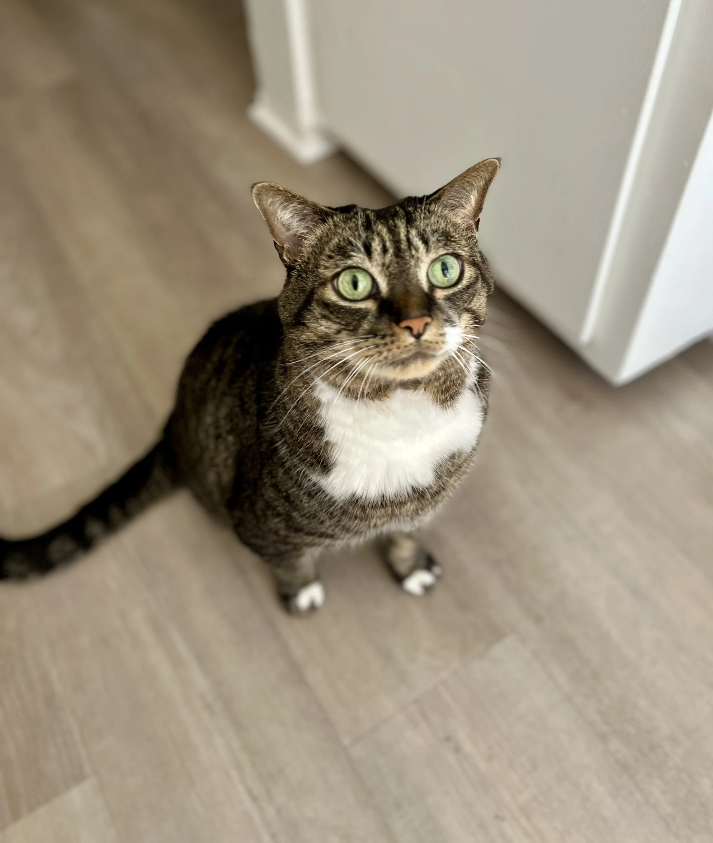 Tabby cat with green eyes sitting on a wooden floor, looking up.