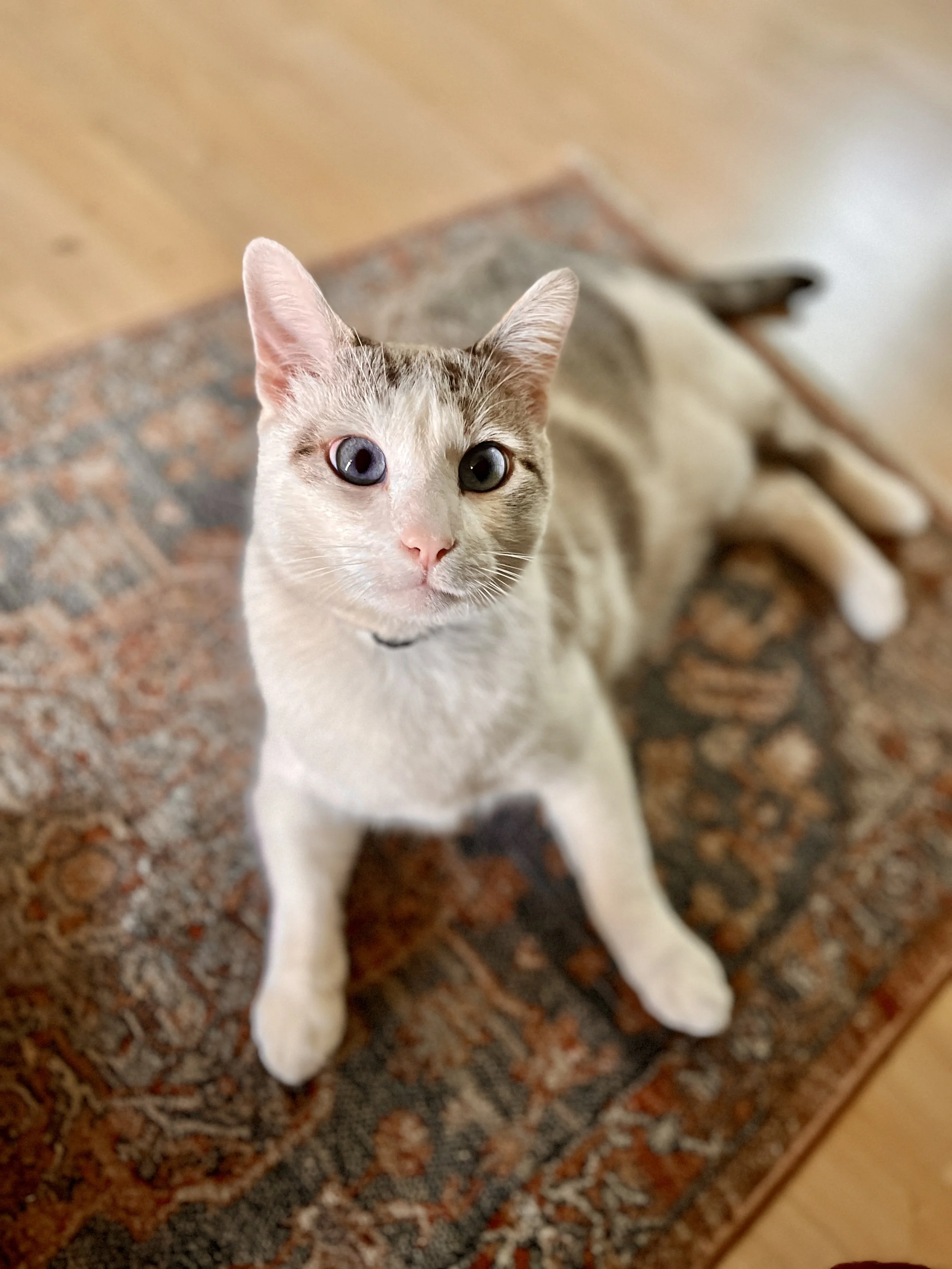 Gray and white cat lying on a patterned rug, looking up at the camera.