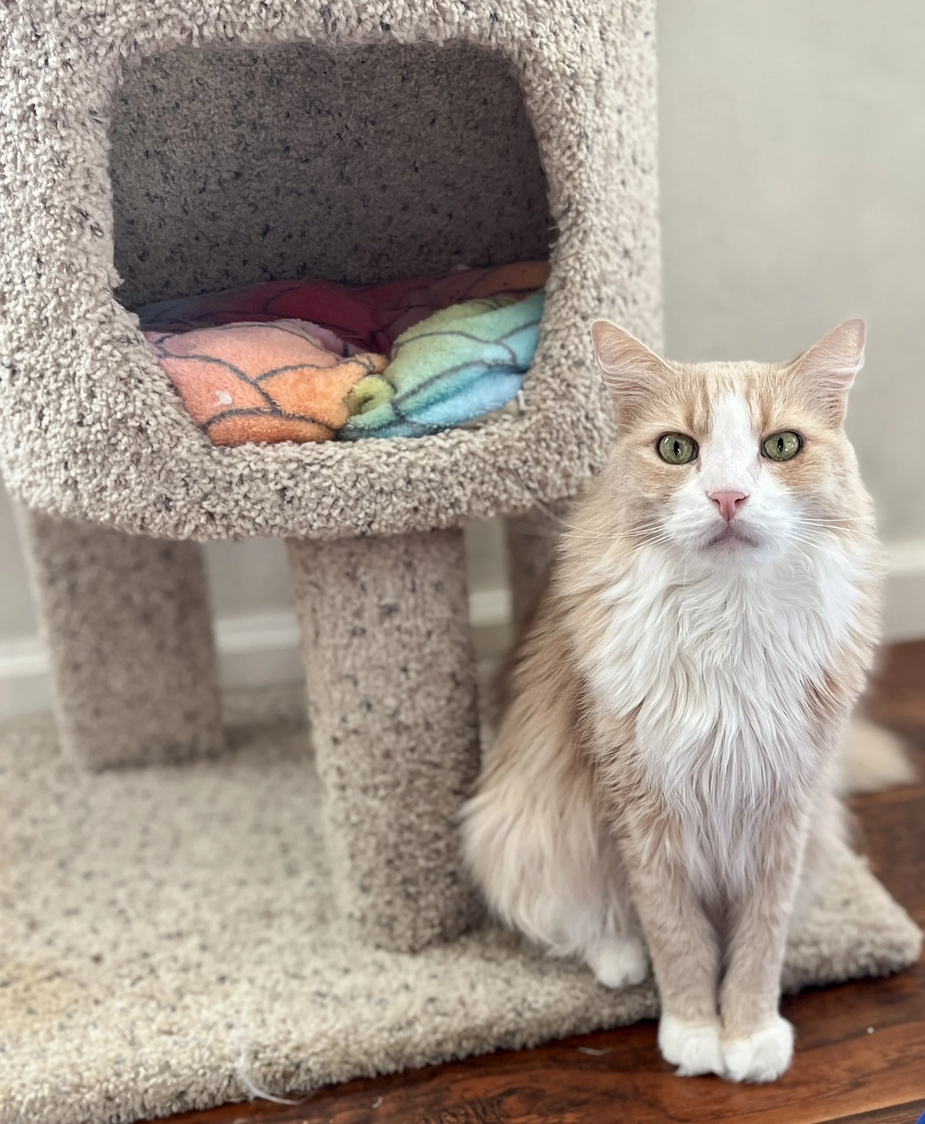 A fluffy cat sitting beside a carpeted cat tree with a colorful blanket inside. The floor is wooden.