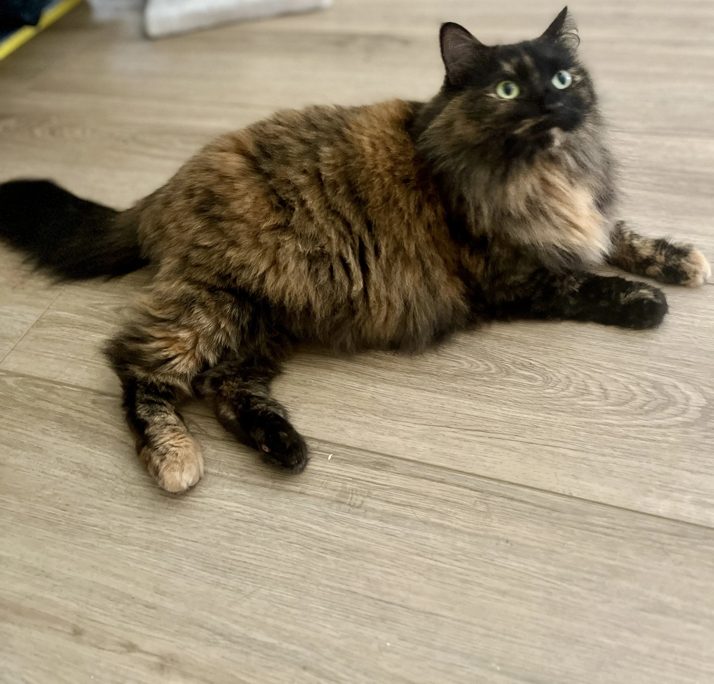 Fluffy calico cat with green eyes lying on wooden floor.