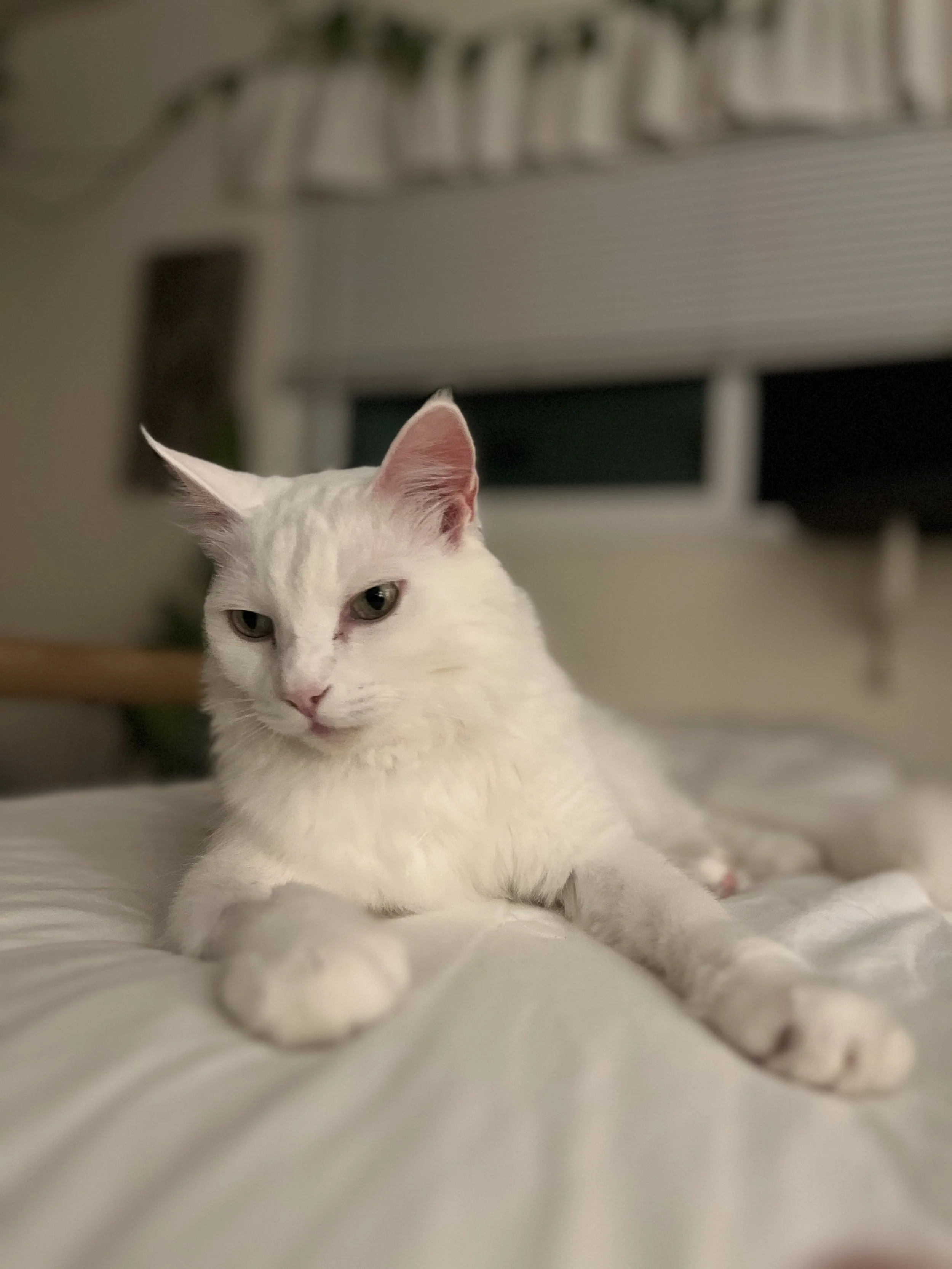 A white cat lounging on a bed with a neutral expression.
