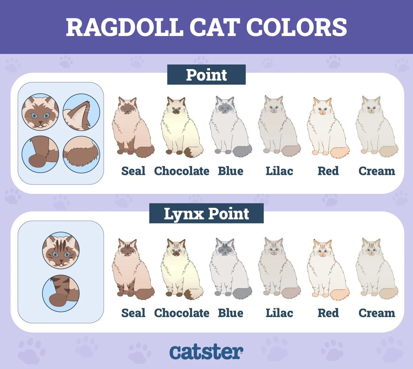 Chart showing Ragdoll cat colors for Point and Lynx Point, including Seal, Chocolate, Blue, Lilac, Red, and Cream variations.