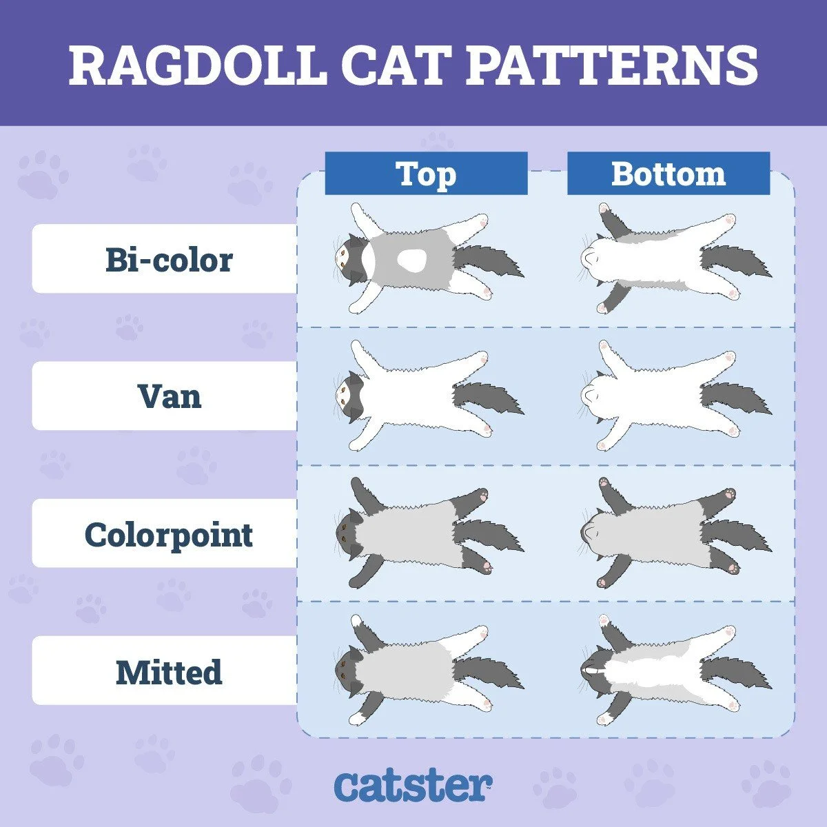 Illustration of different Ragdoll cat patterns, including Bi-color, Van, Colorpoint, and Mitted, showing top and bottom views.