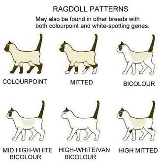 Diagram showing different Ragdoll cat coat patterns, including colorpoint, mitted, bicolor, mid high-white bicolor, high-white/van bicolor, and high mitted.