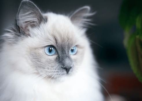 Fluffy gray and white cat with blue eyes