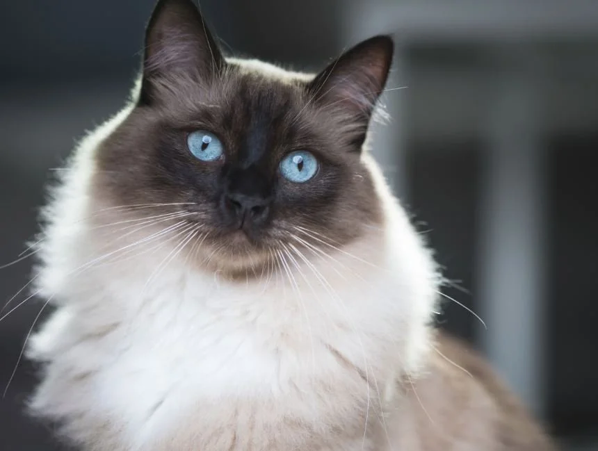 Portrait of a Ragdoll  cat with blue eyes, fluffy fur, and dark facial markings.