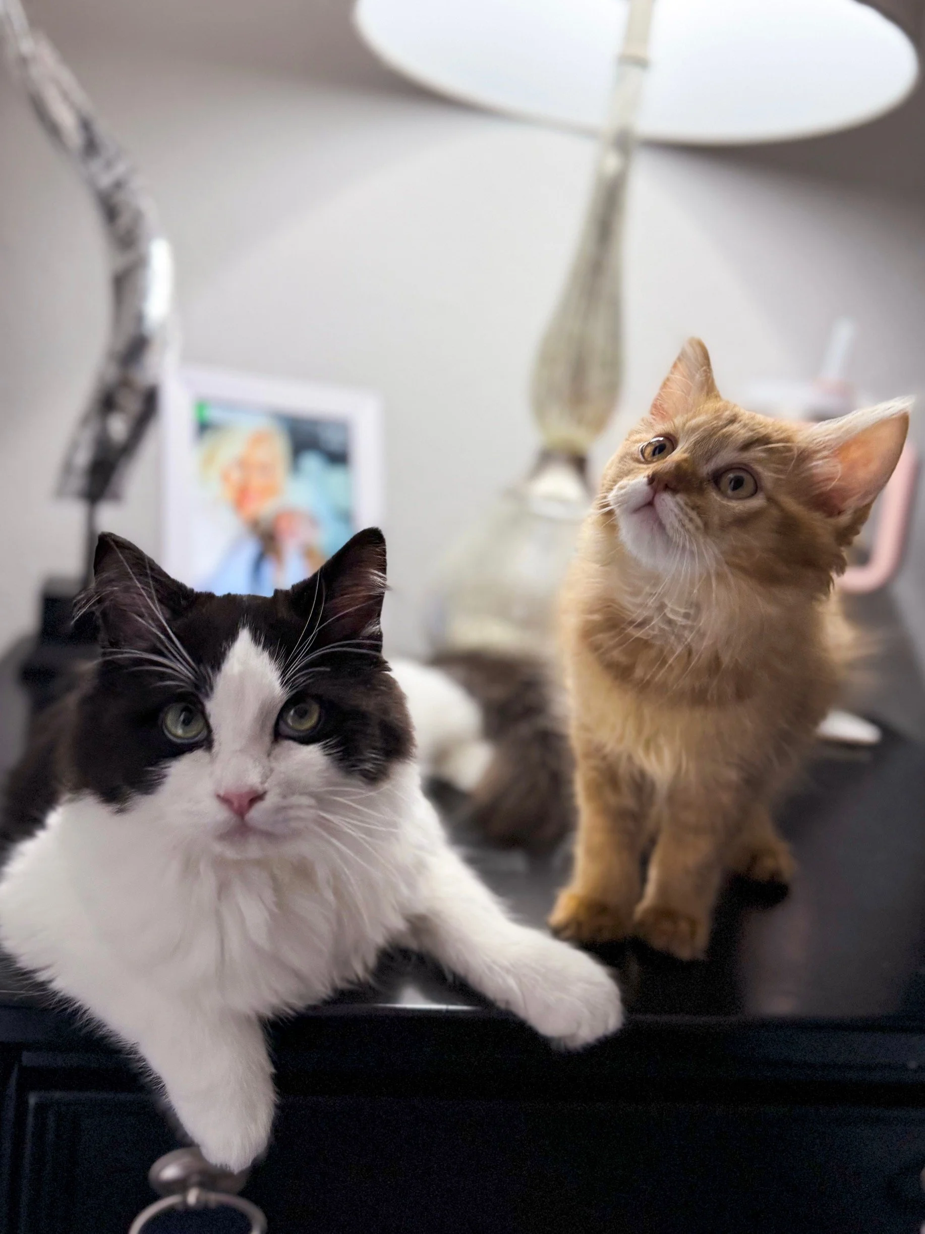 Two cats on a black surface, one black and white, the other orange, in front of a modern lamp and a blurred photo in the background.