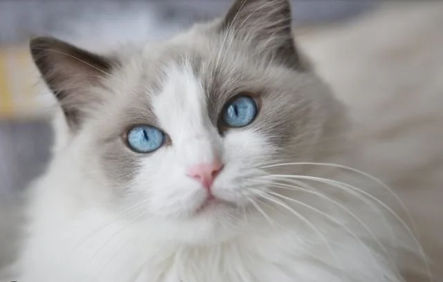 Close-up of a Ragdoll cat with blue eyes and fluffy white and gray fur.