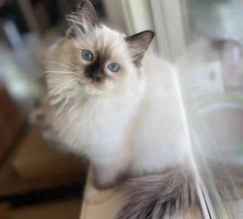 A fluffy Ragdoll cat with blue eyes and a cream-colored body sitting on a windowsill, looking at the camera.