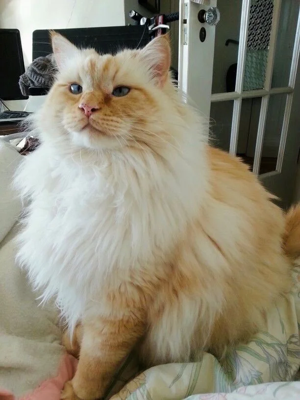 Fluffy red Ragdoll cat sitting on a bed indoors.