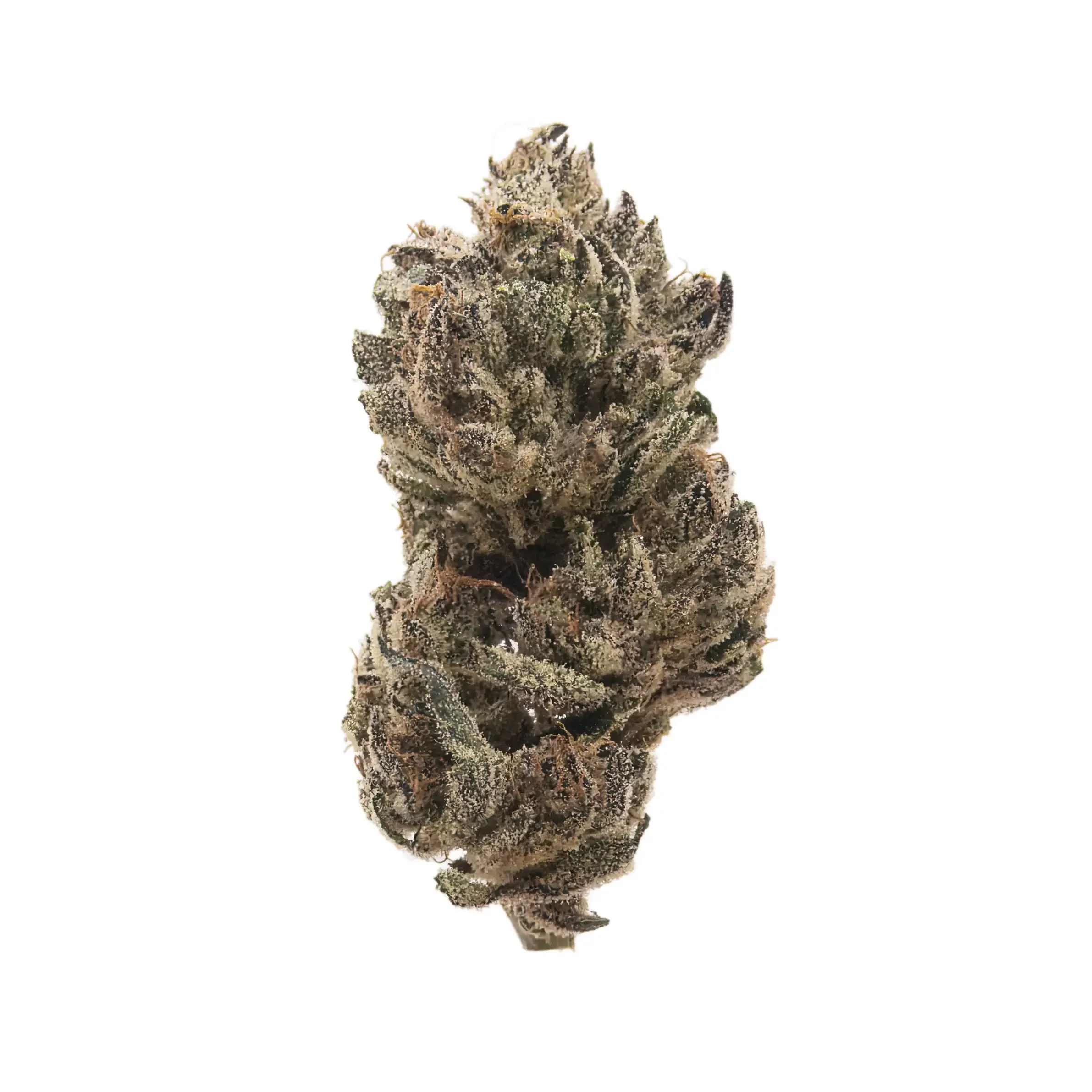 Close-up of a dried cannabis bud with frosty trichomes on a white background.