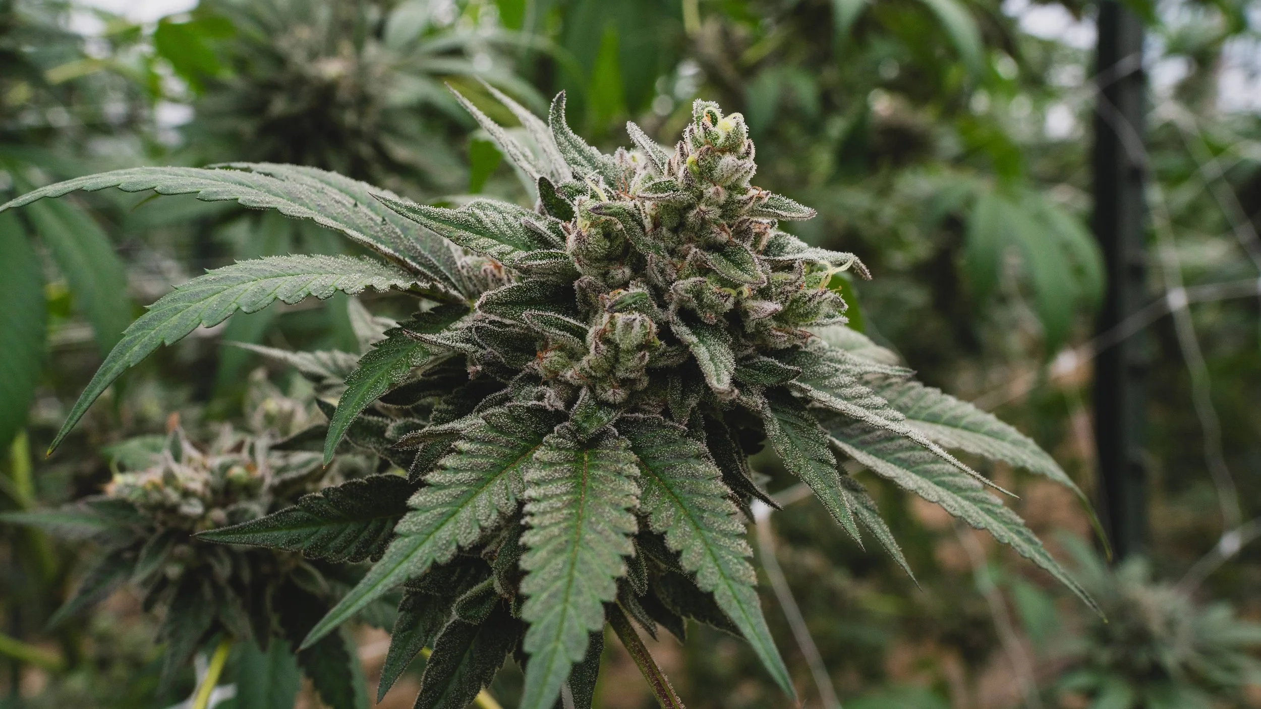 Close-up of a flowering cannabis plant with frosty buds and elongated leaves.