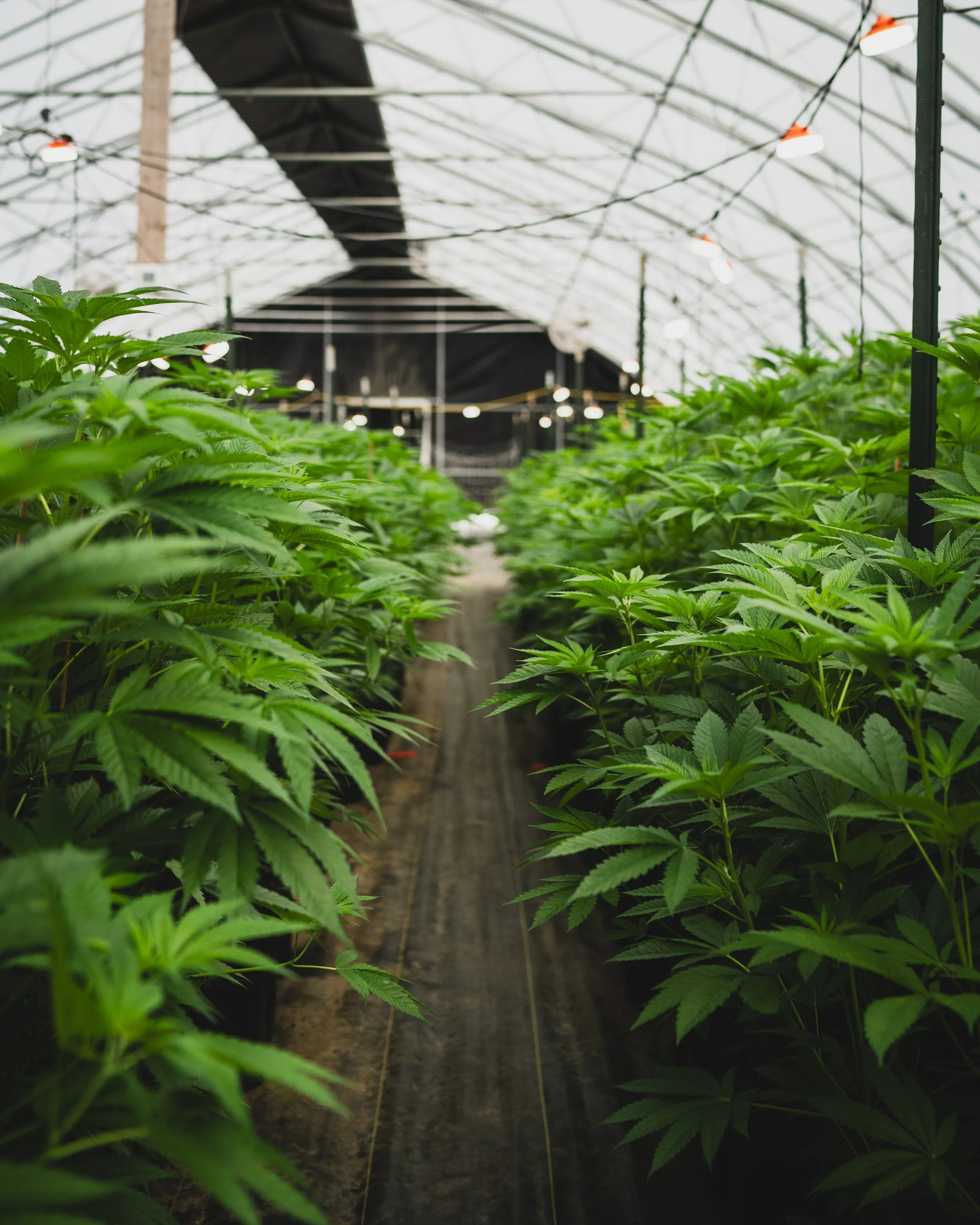Cannabis for Beginners: A No-Judgment Vermont Guide