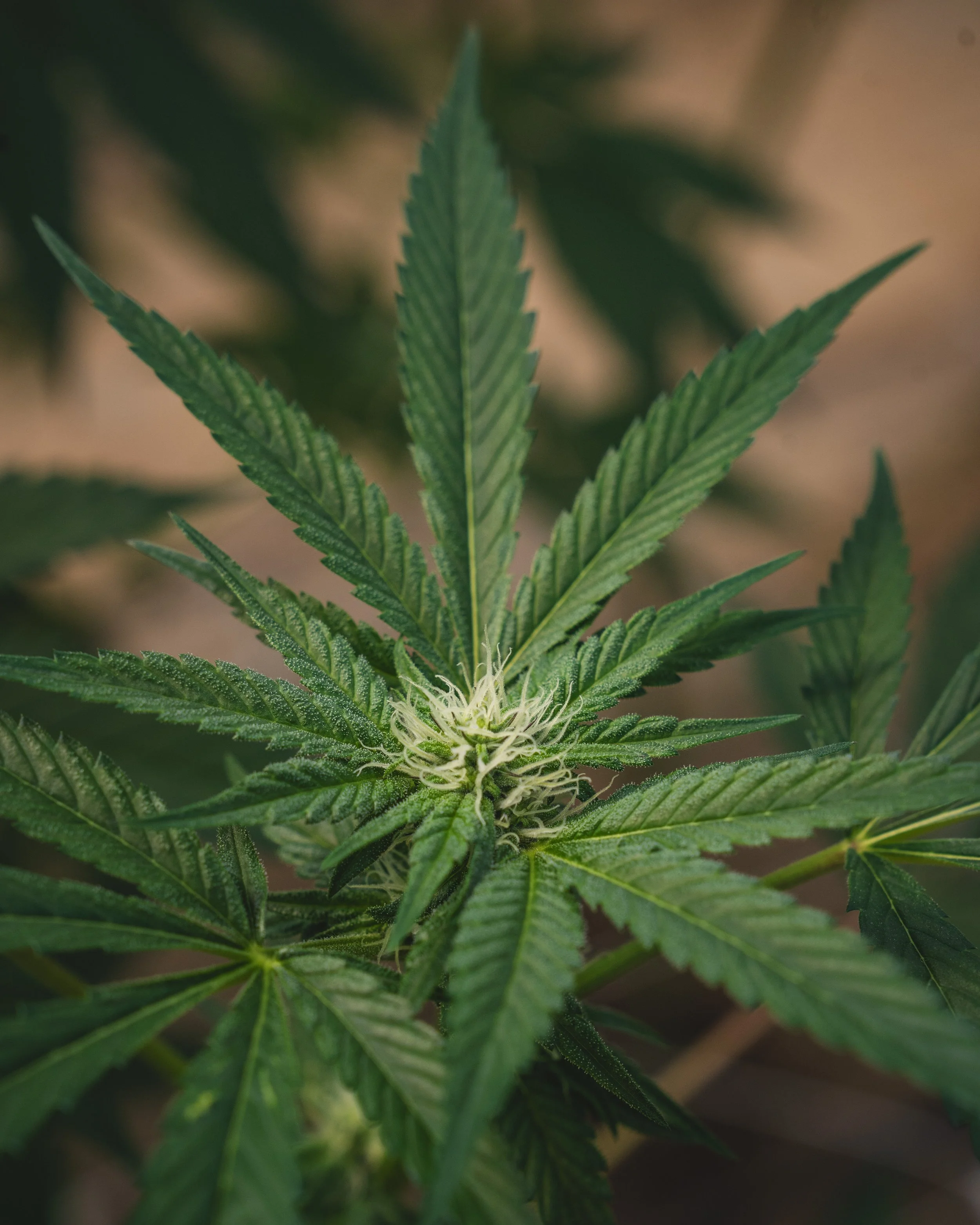 Cannabis for Better Sleep: What Vermont Residents Need to Know in 2026