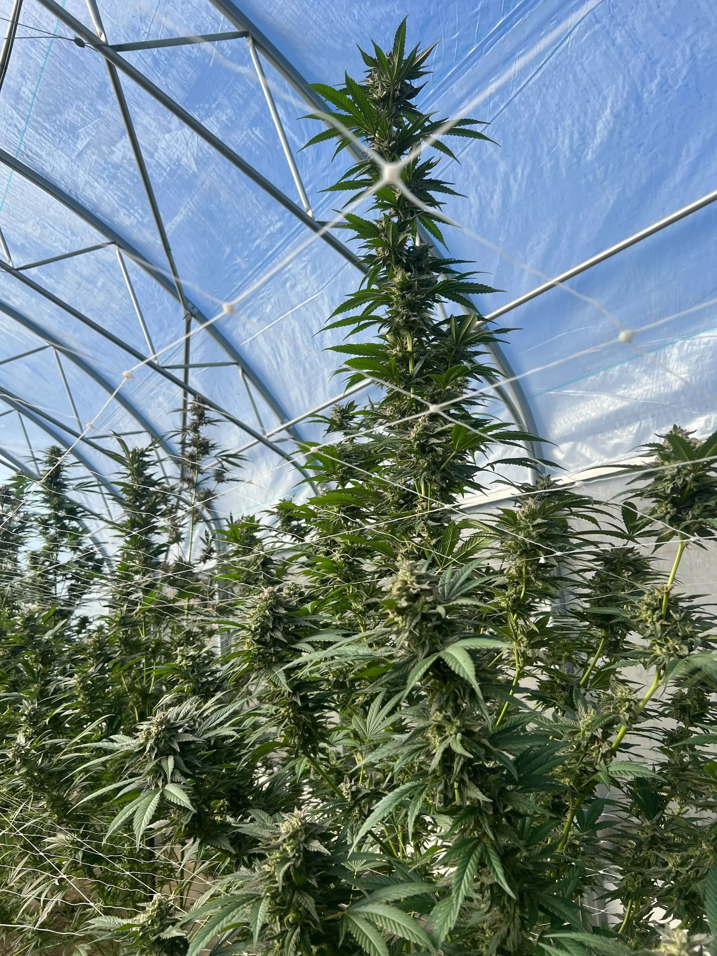 Sun-Grown vs Indoor Cannabis: Why Vermont's Natural Light Creates Superior Flower