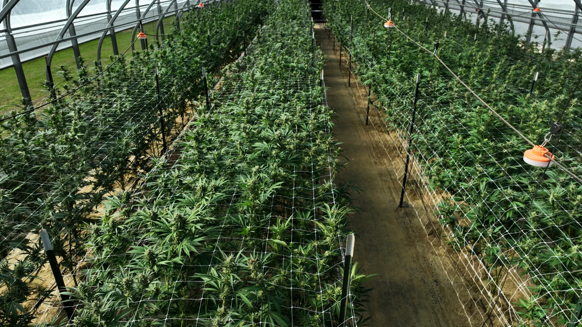 Vermont Cannabis Terroir: How Our Green Mountain Climate Creates Distinctive Flower