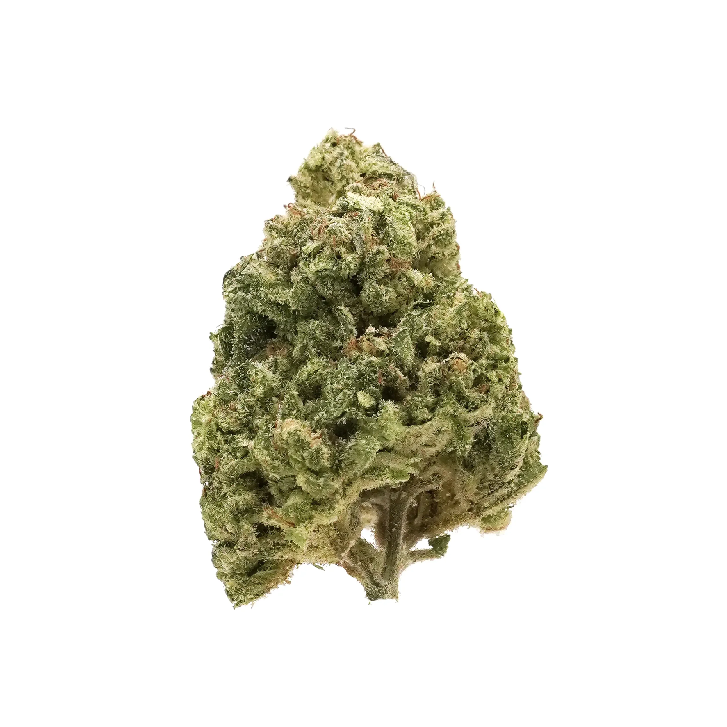 Close-up of a cannabis bud with green and orange hues covered in trichomes on a white background.