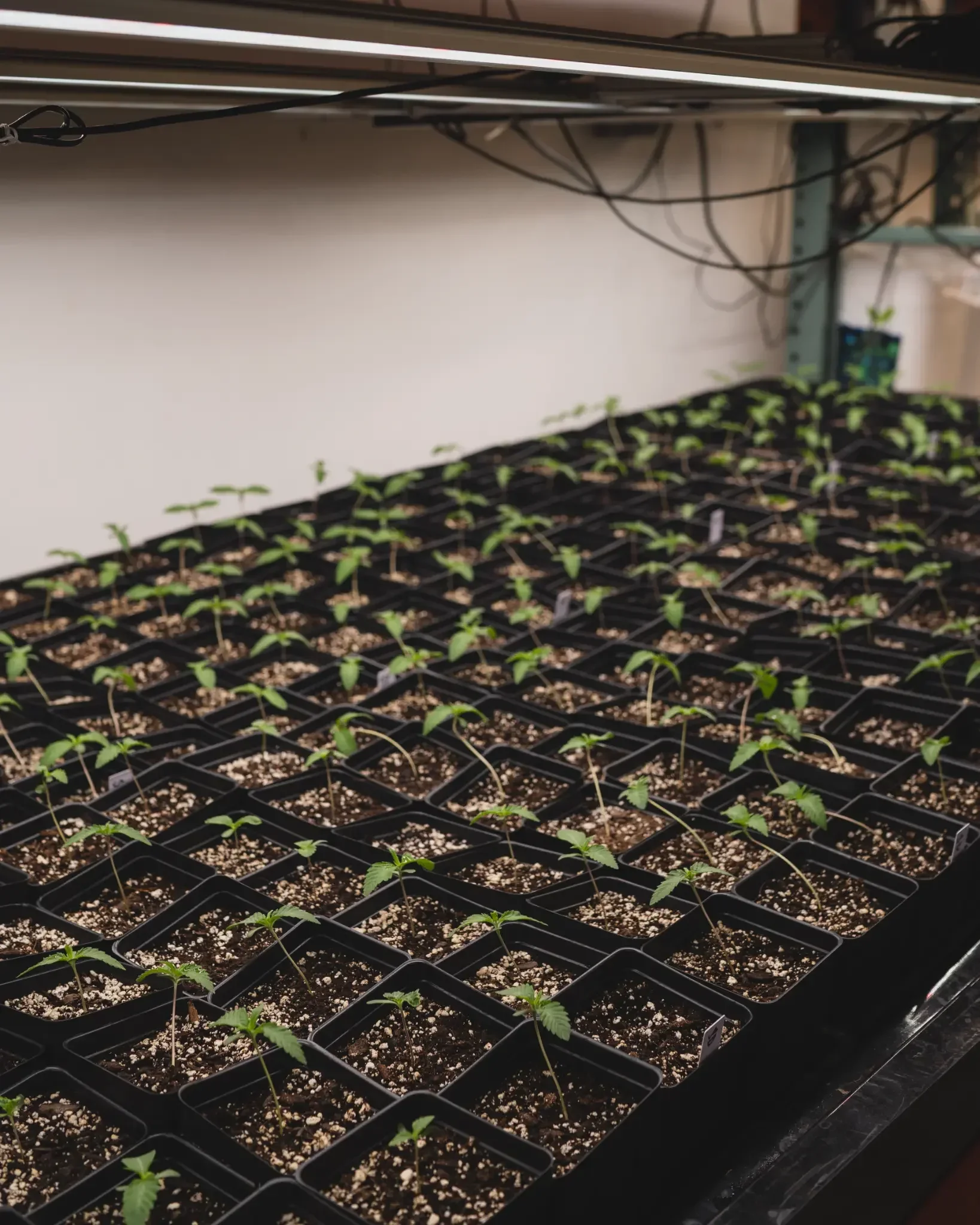 Vermont Home Grow Guide: Laws, Cold-Climate Tips &amp; Best Strains for Short Seasons