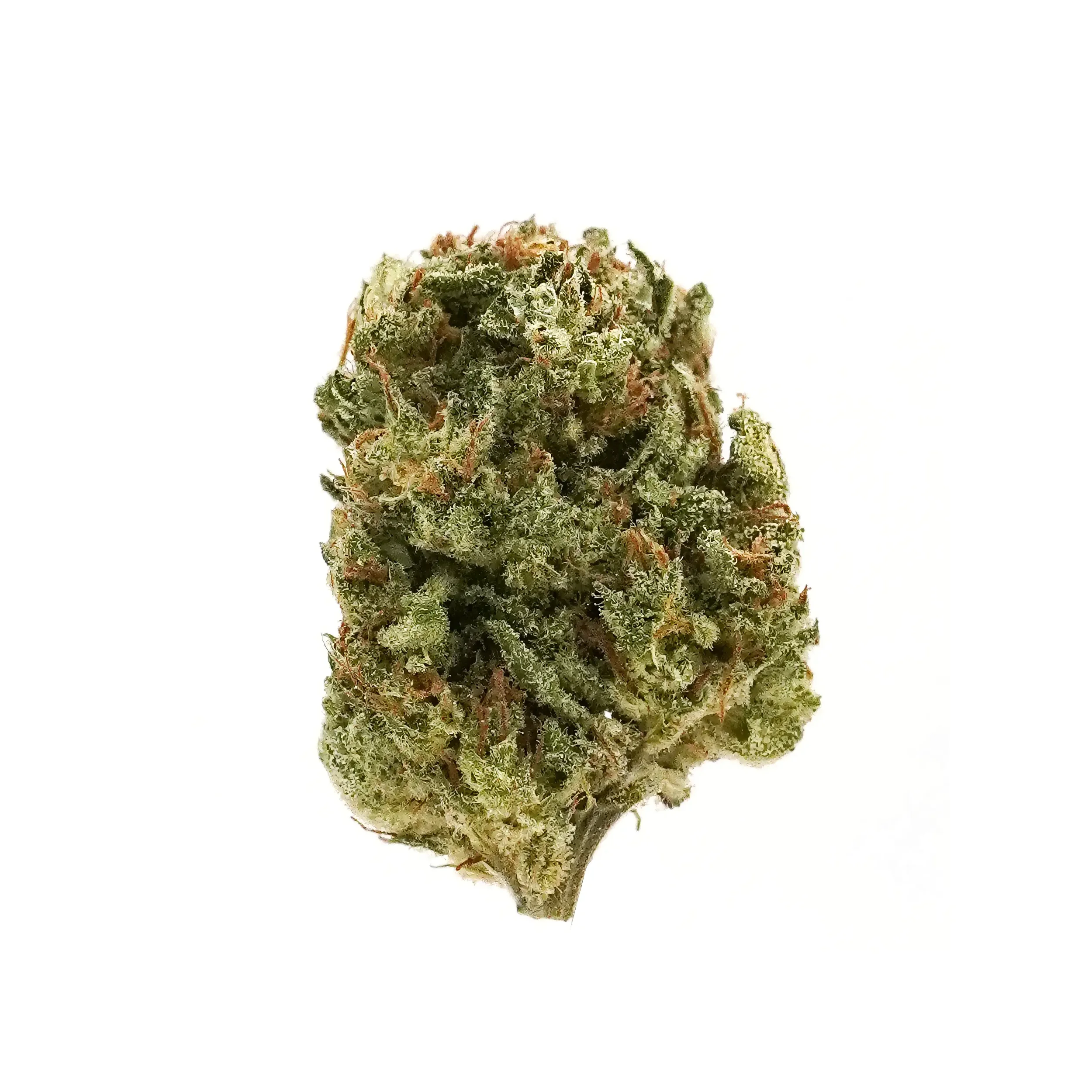 Close-up of a cannabis bud on a white background.